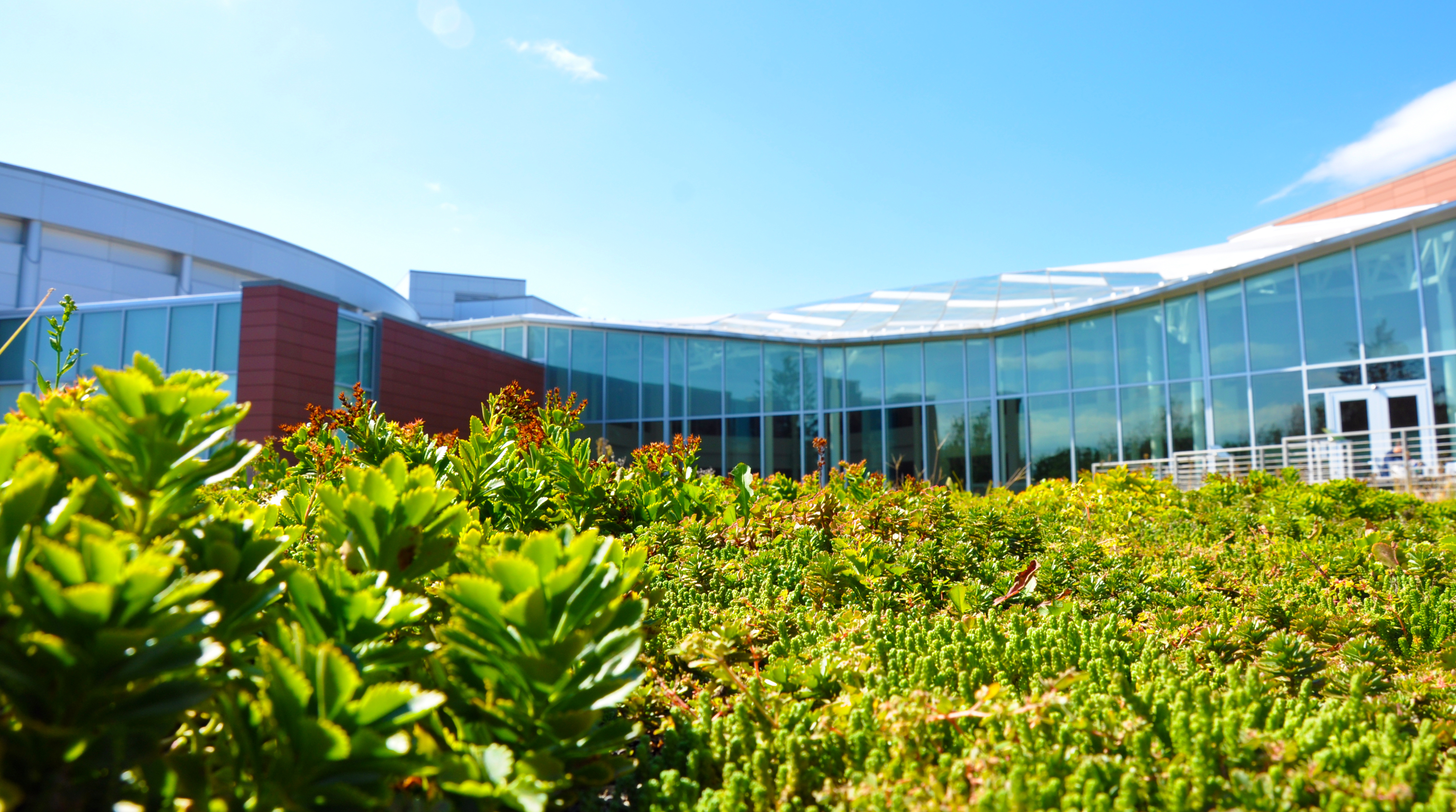 Succulents and other green plants on the HUB's green roof