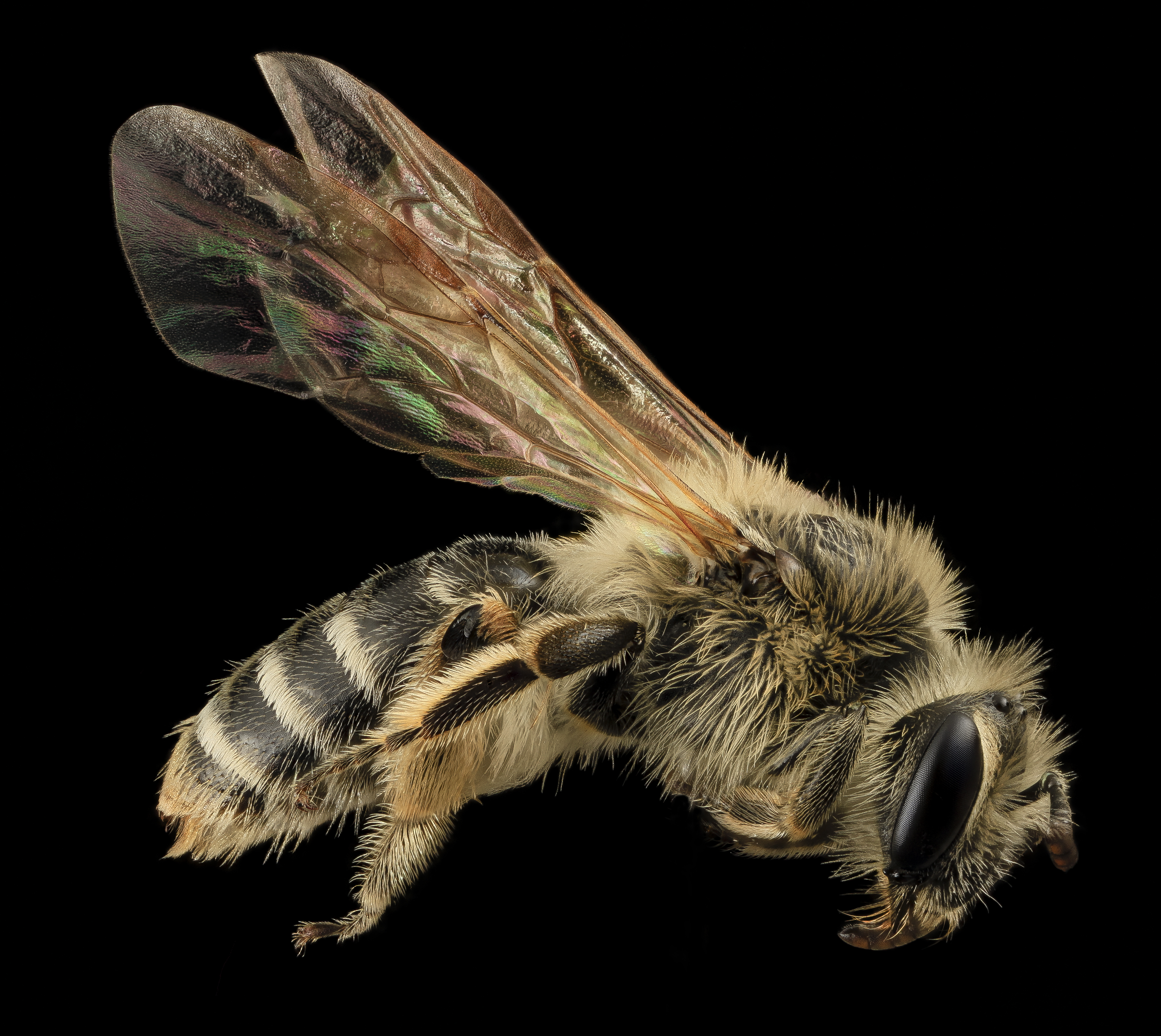 Bee in flight