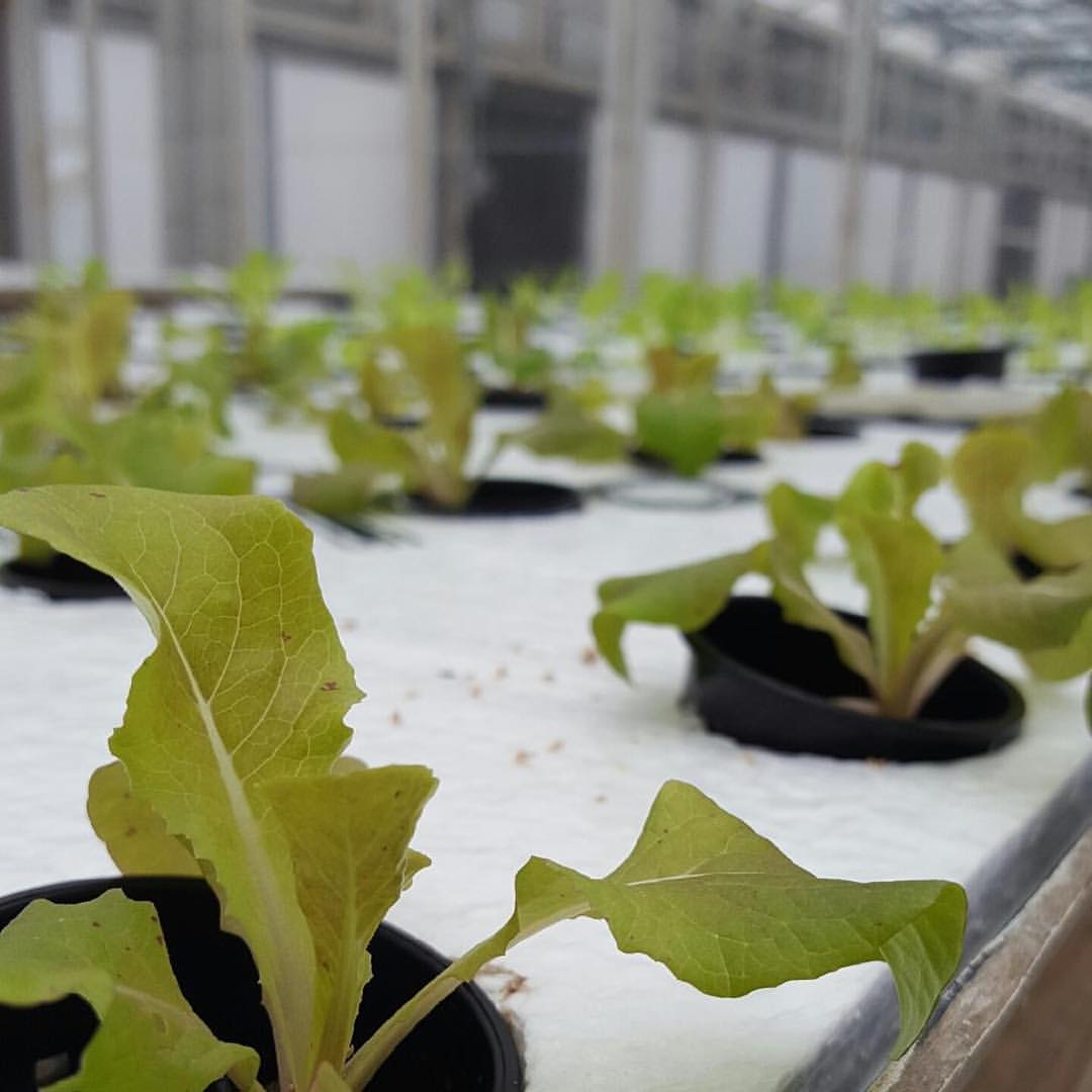 hydroponic lettuce