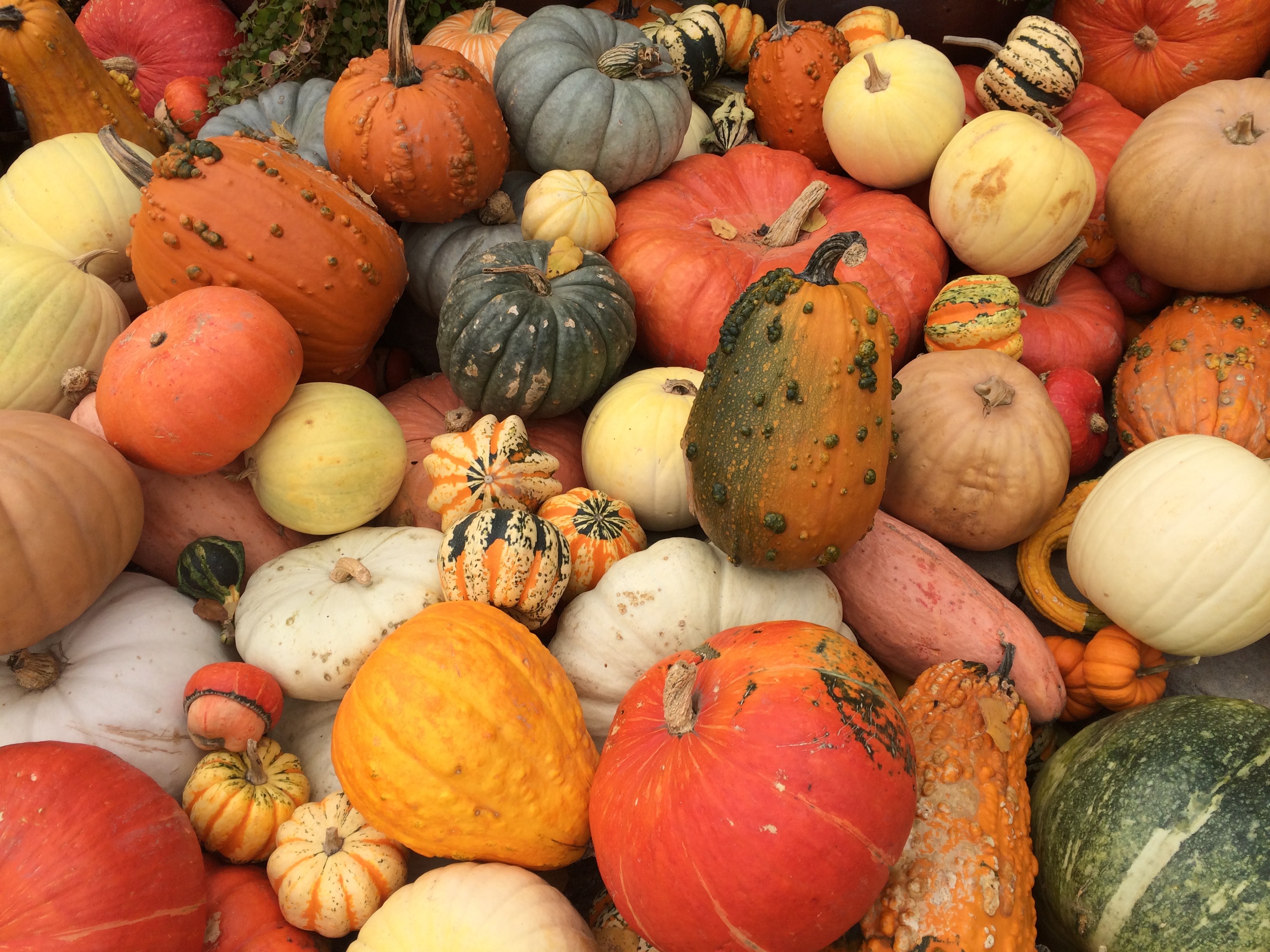 squash and pumpkins