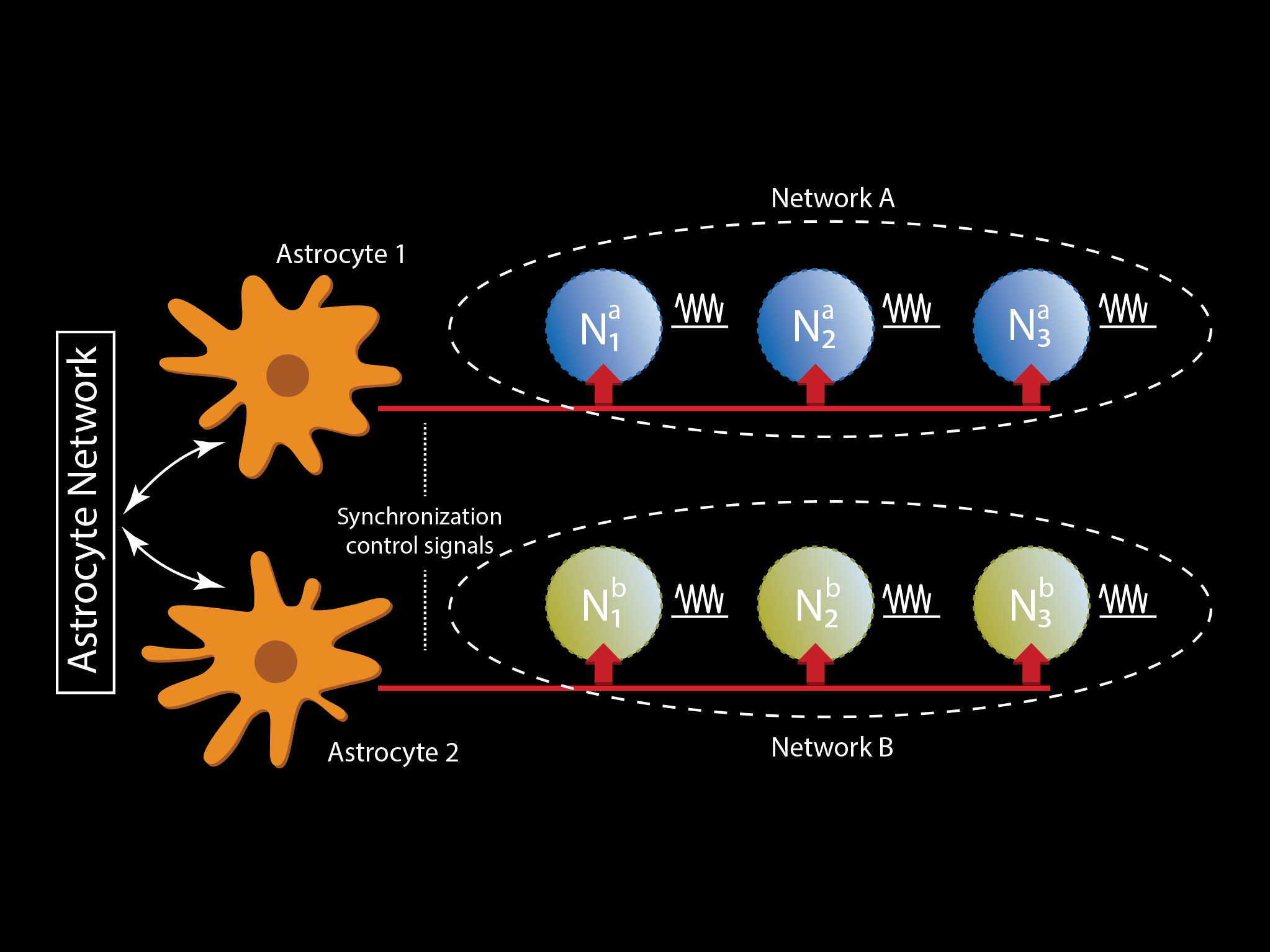 Synchronization of neural oscillations achieved by astrocytes