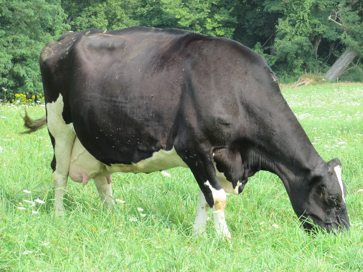 Cow with horn flies