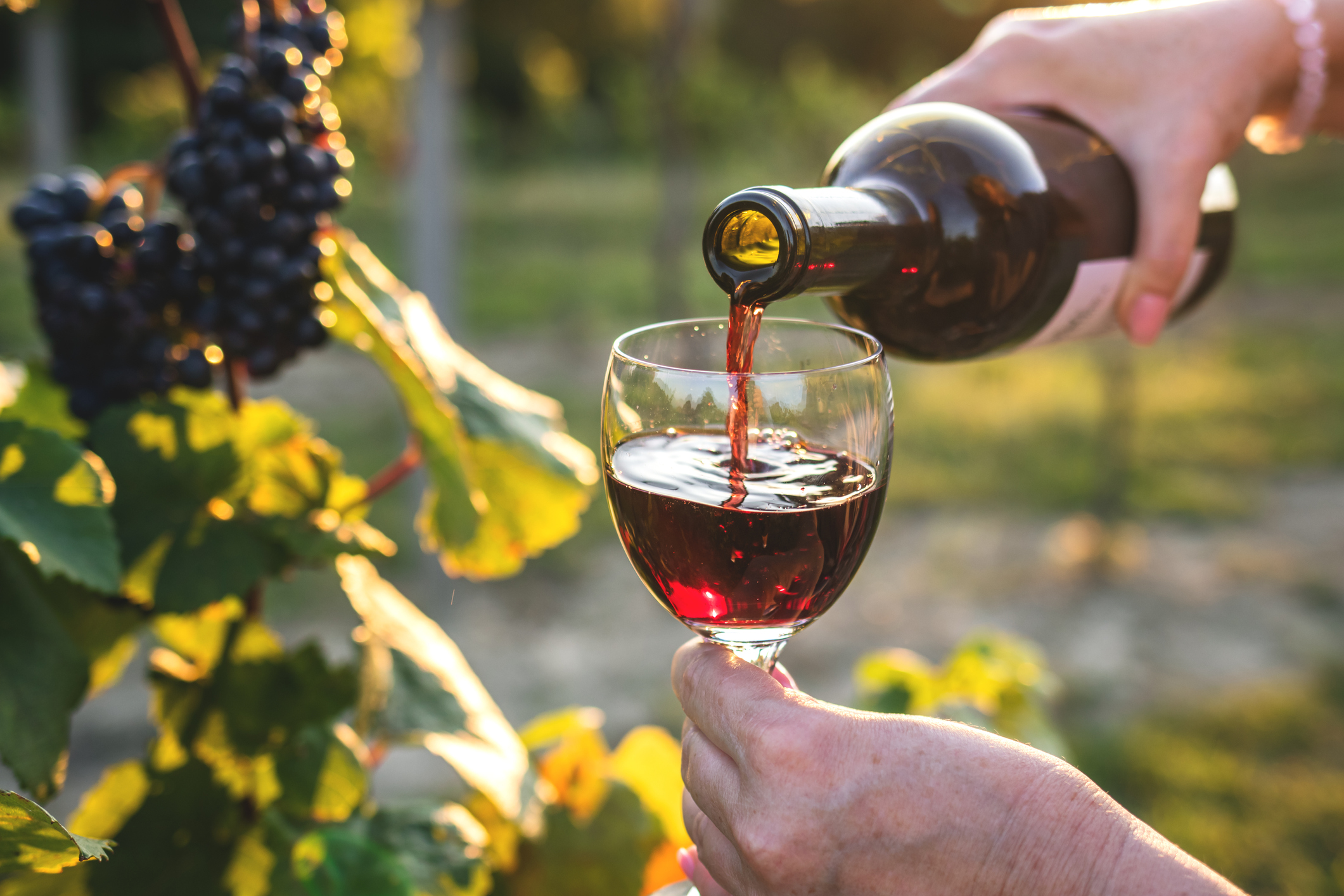 A closeup image of a person pouring red wine from a bottle into a glass, with grapes on the vine in the background