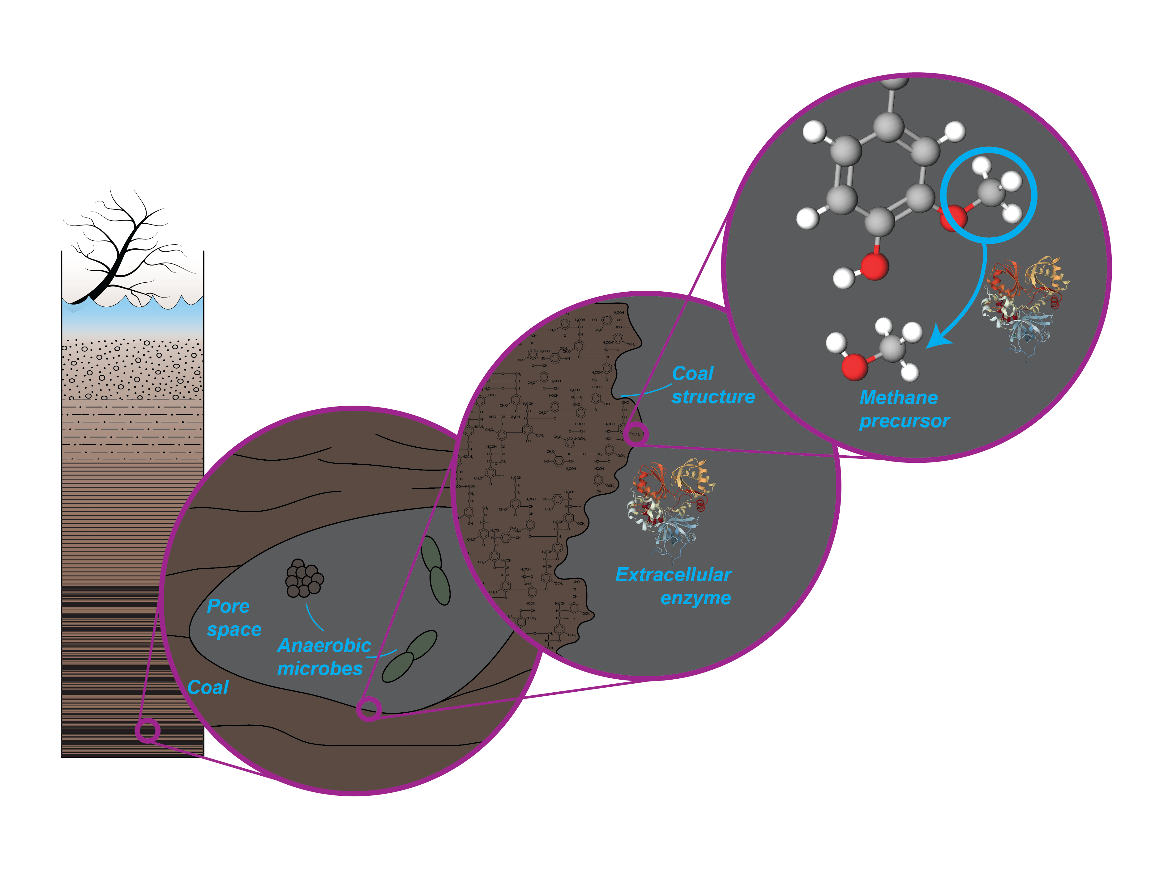 Cartoon showing coal bed then microbes in coal then enzymes and then a methane precursor