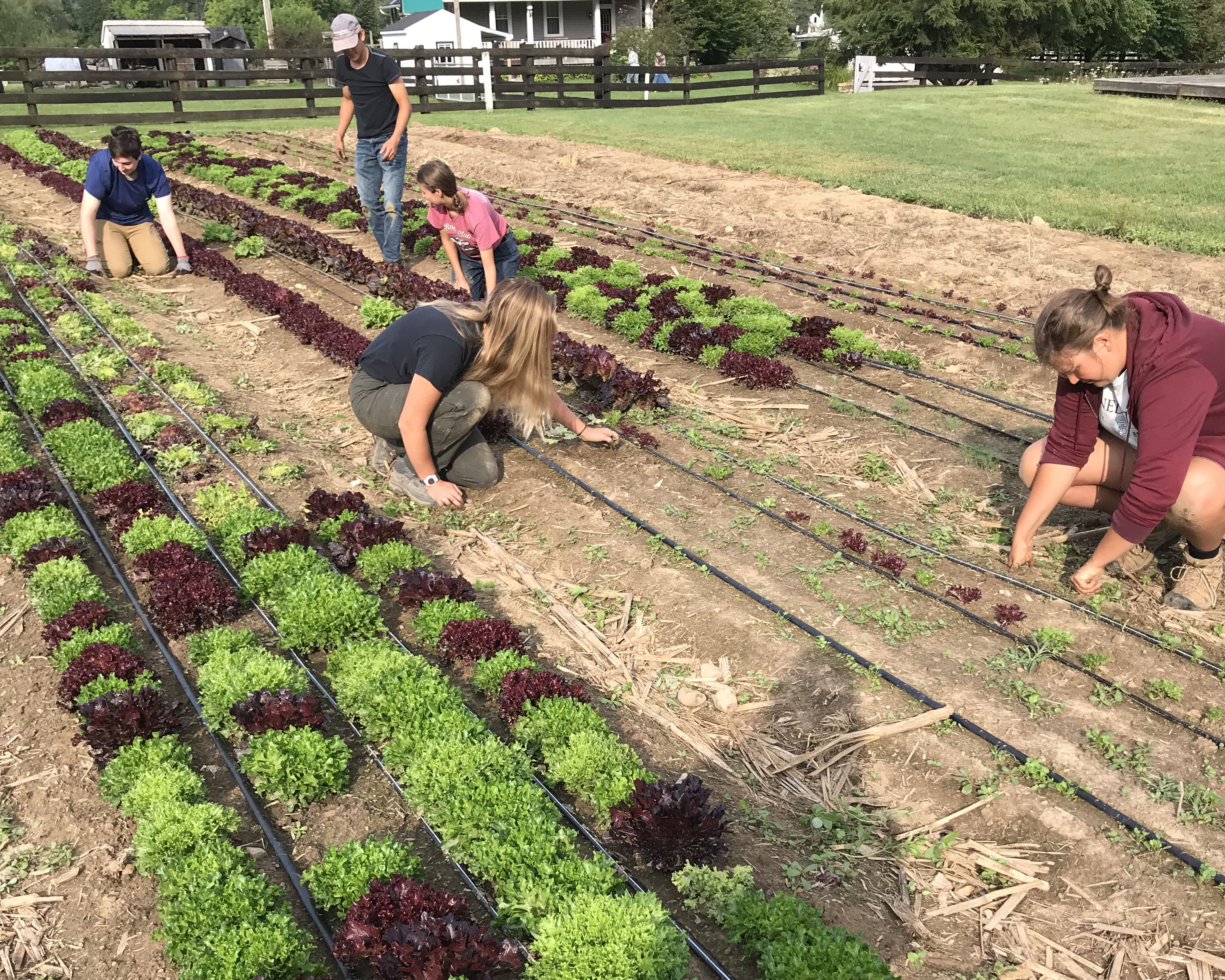 students working on planting in a field of lettuce