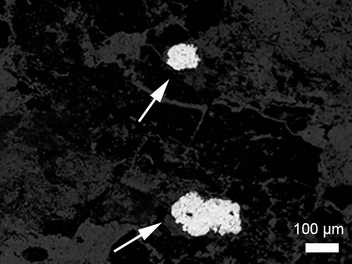 Arrows point to silver blobs engrained in a flaky worm dung fossil