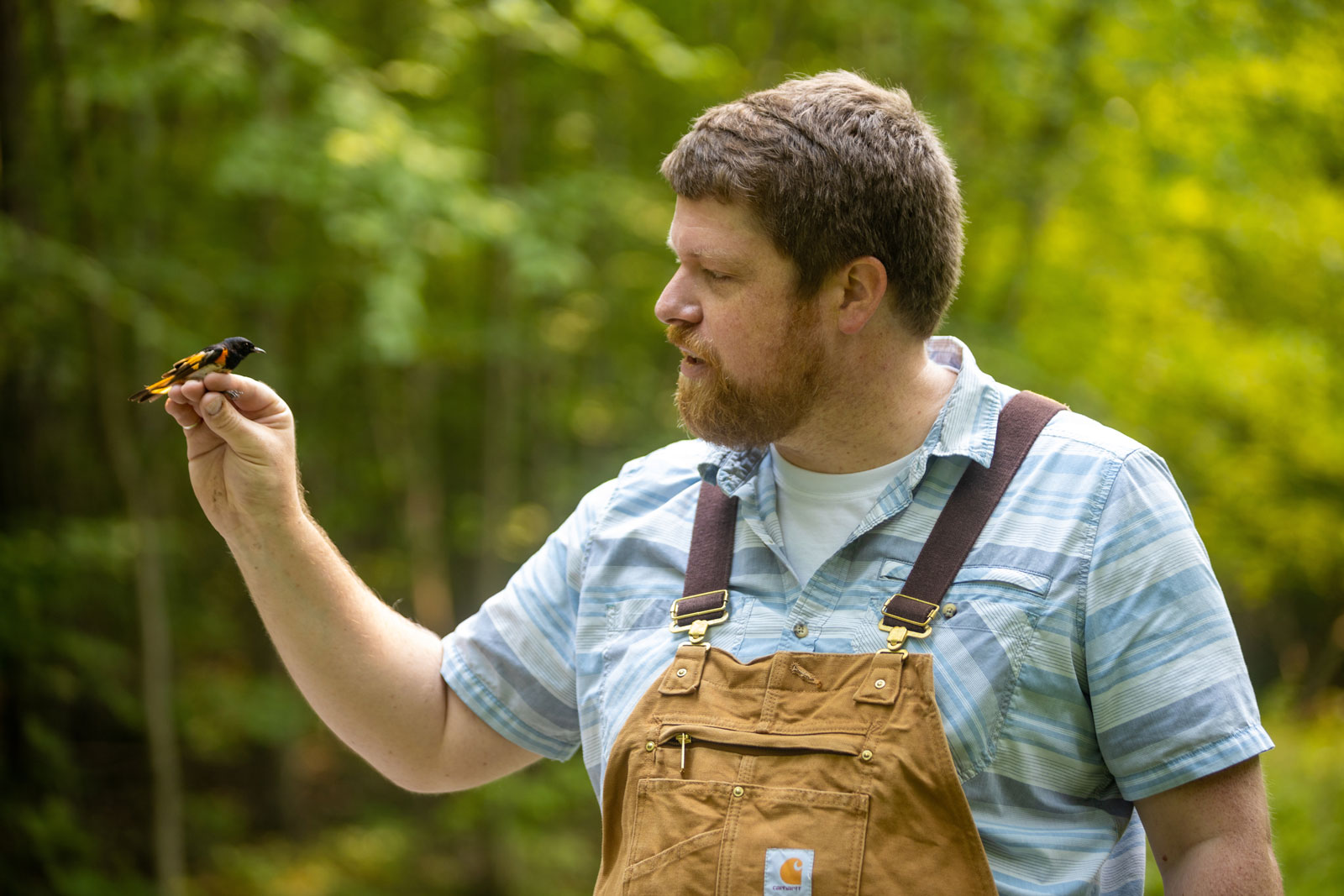 David Toews holds a warbler in his hand