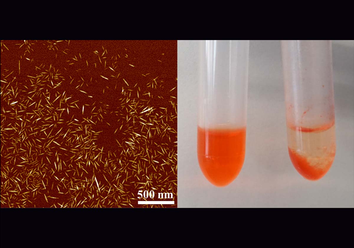 two images: on the left is a picture of specialized hairy cellulose nanocrystals, and on the right is a picture of test tubes with blood serum mixed with a chemotherapy drug.