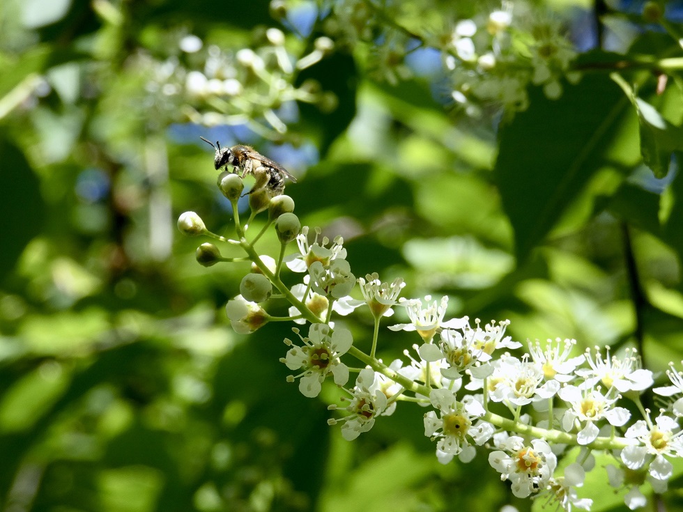 Miner bee on black cherry Penn State study