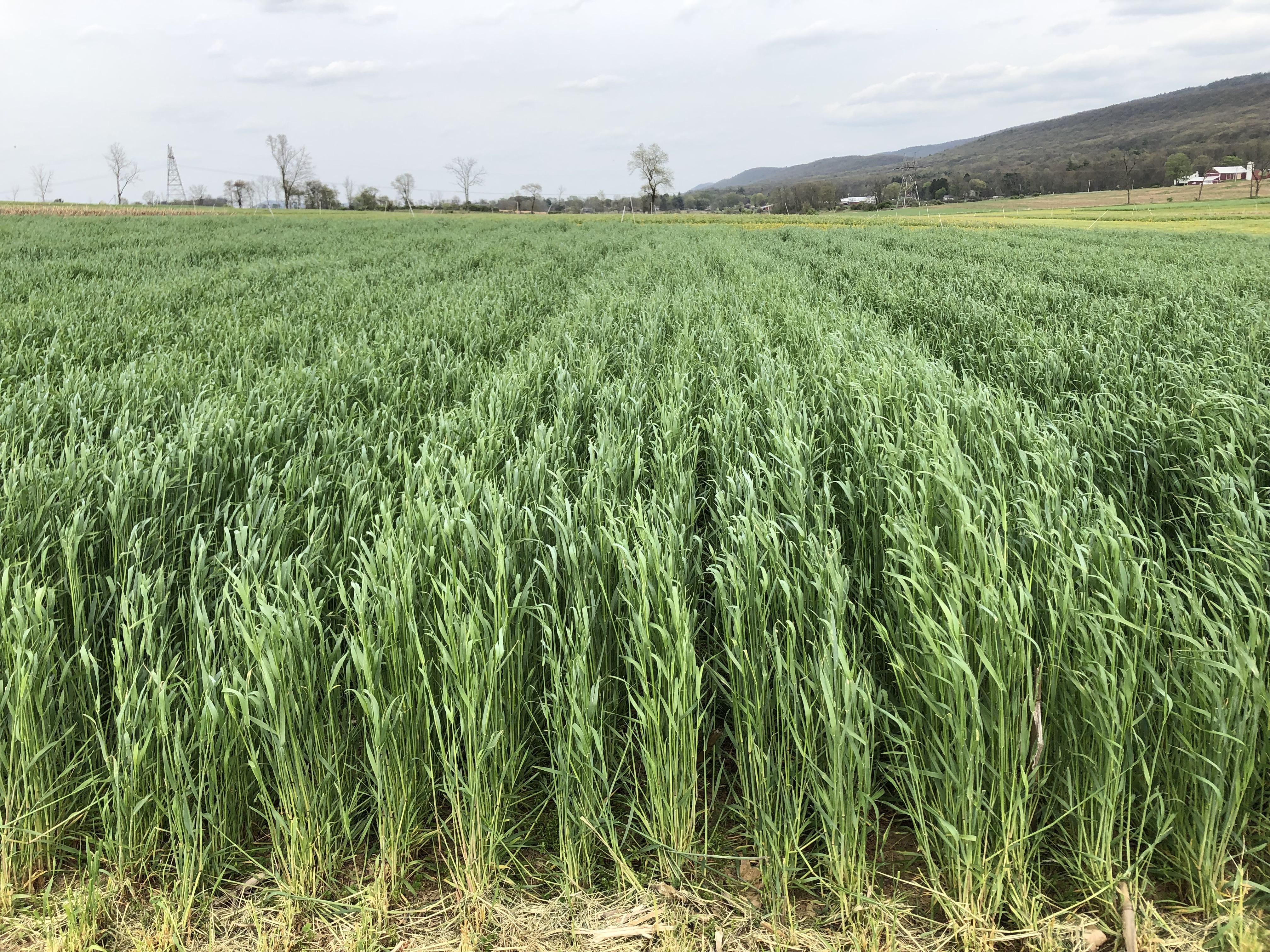 winter cover crop