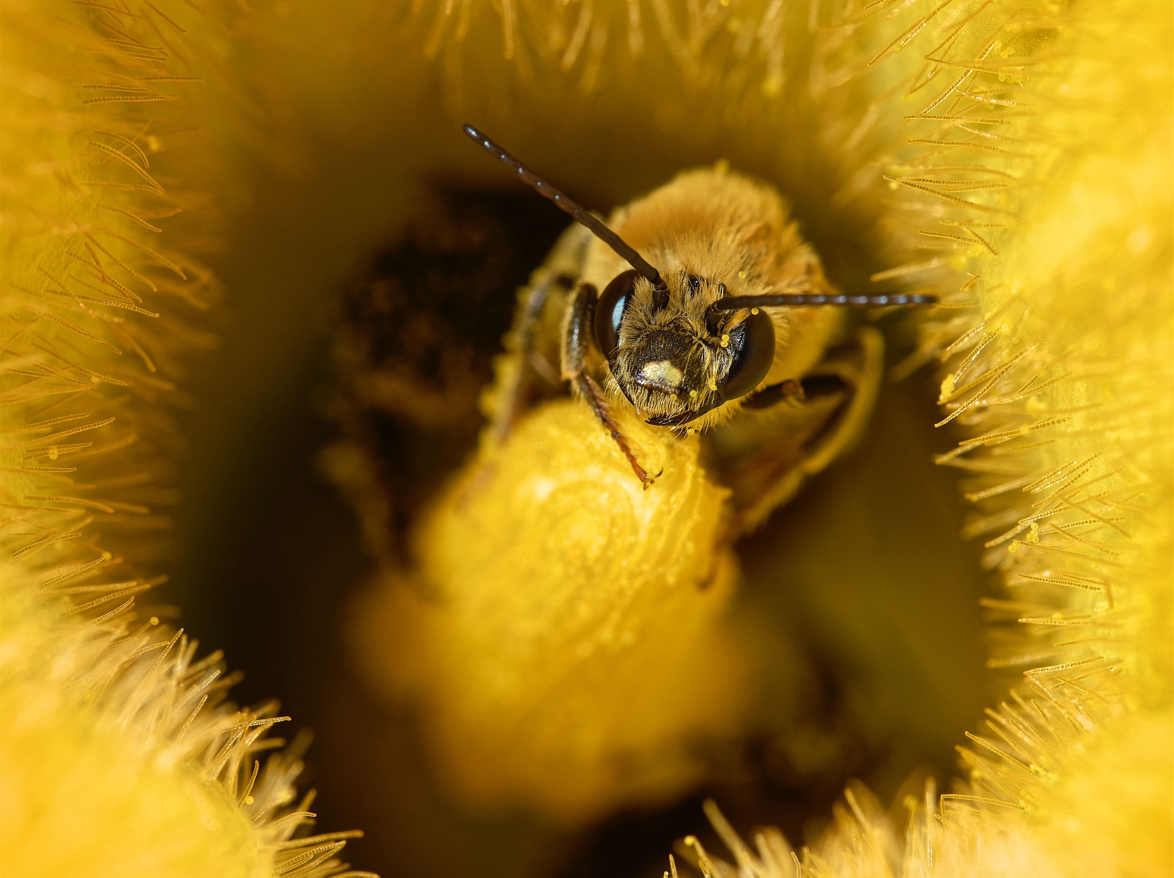 A squash bee gathers pollen in a pumpkin flower