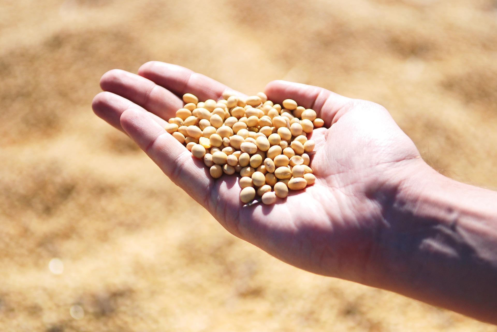 soybean research