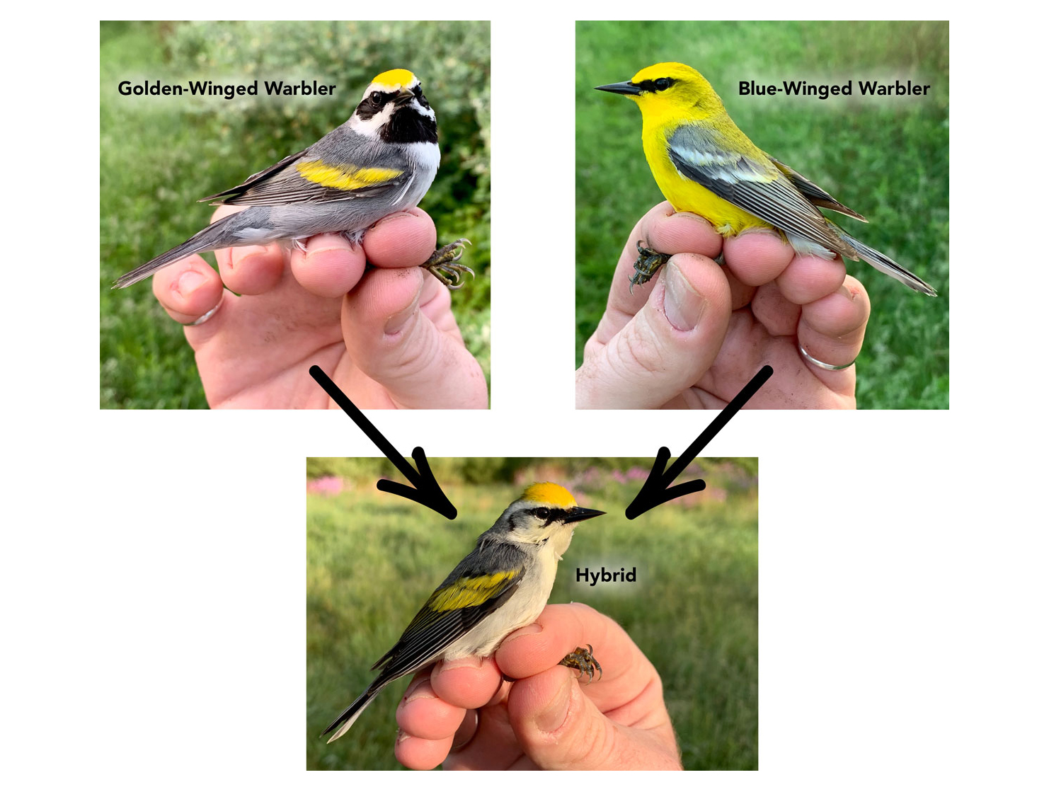 Images of a golden-winged warbler and a blue-winged warbler, with a third image of a bird who is their hybrid offspring.