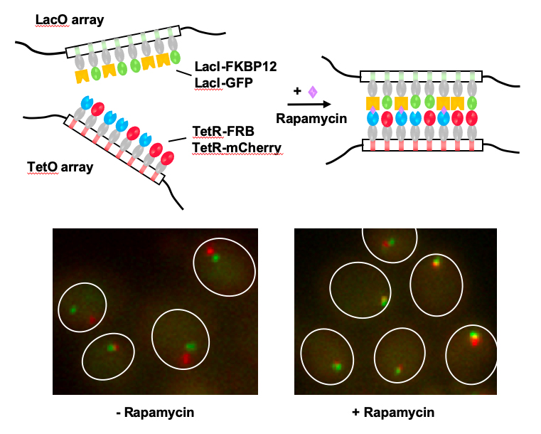 Scheme of chemically induced chromosomal interaction technique and image of yeast cells showing typical data