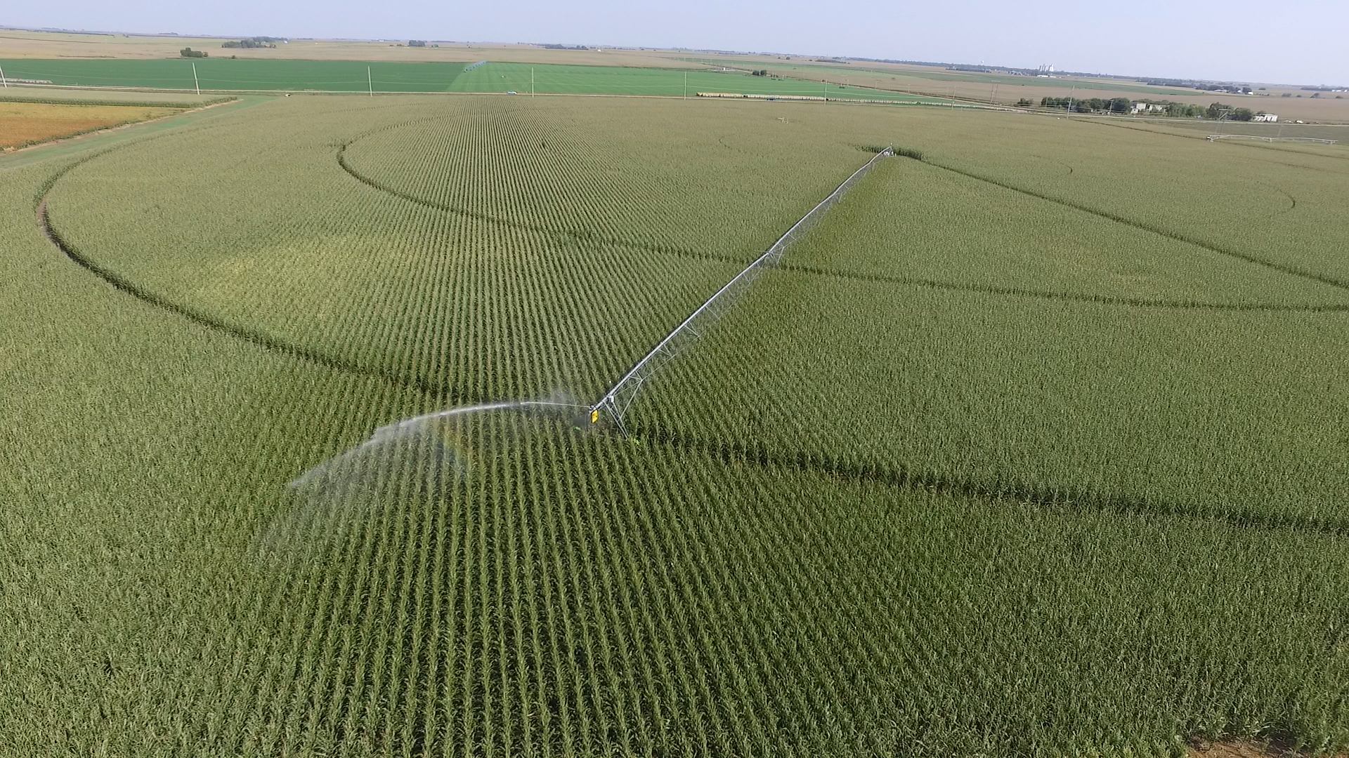 Nebraska cornfield