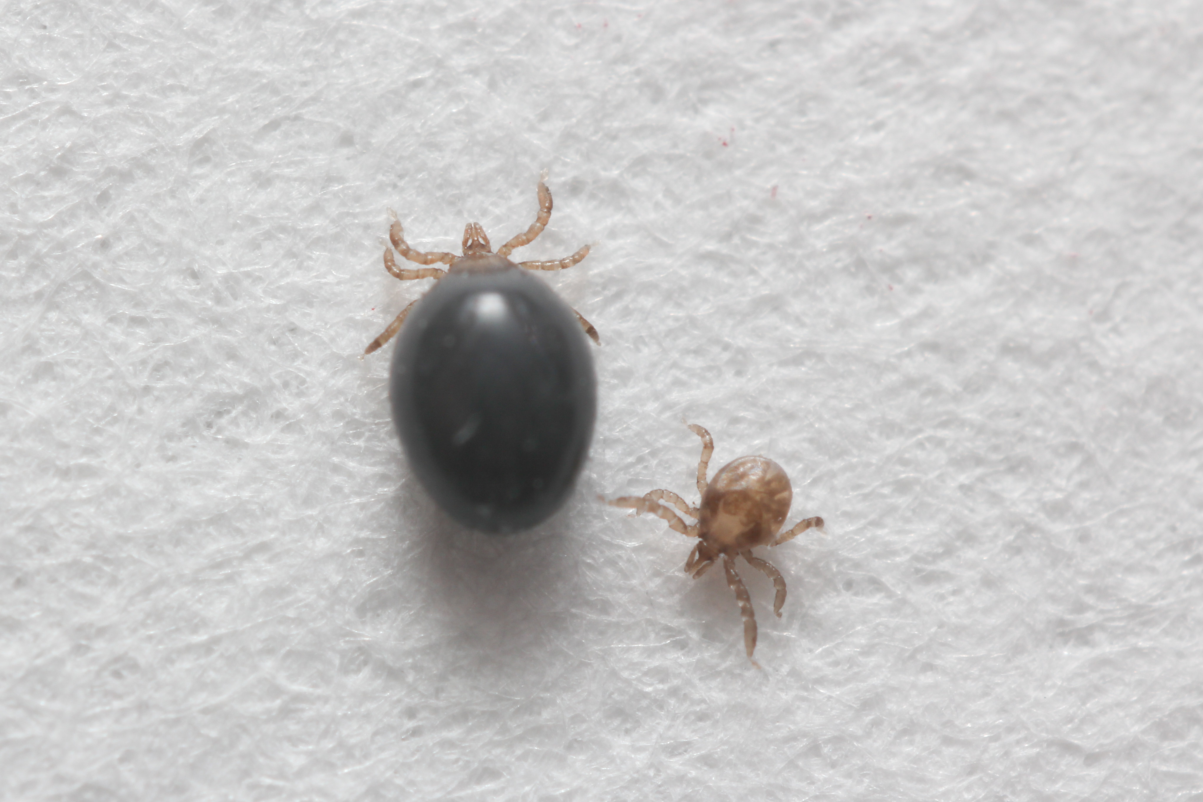 Engorged tick next to normal tick