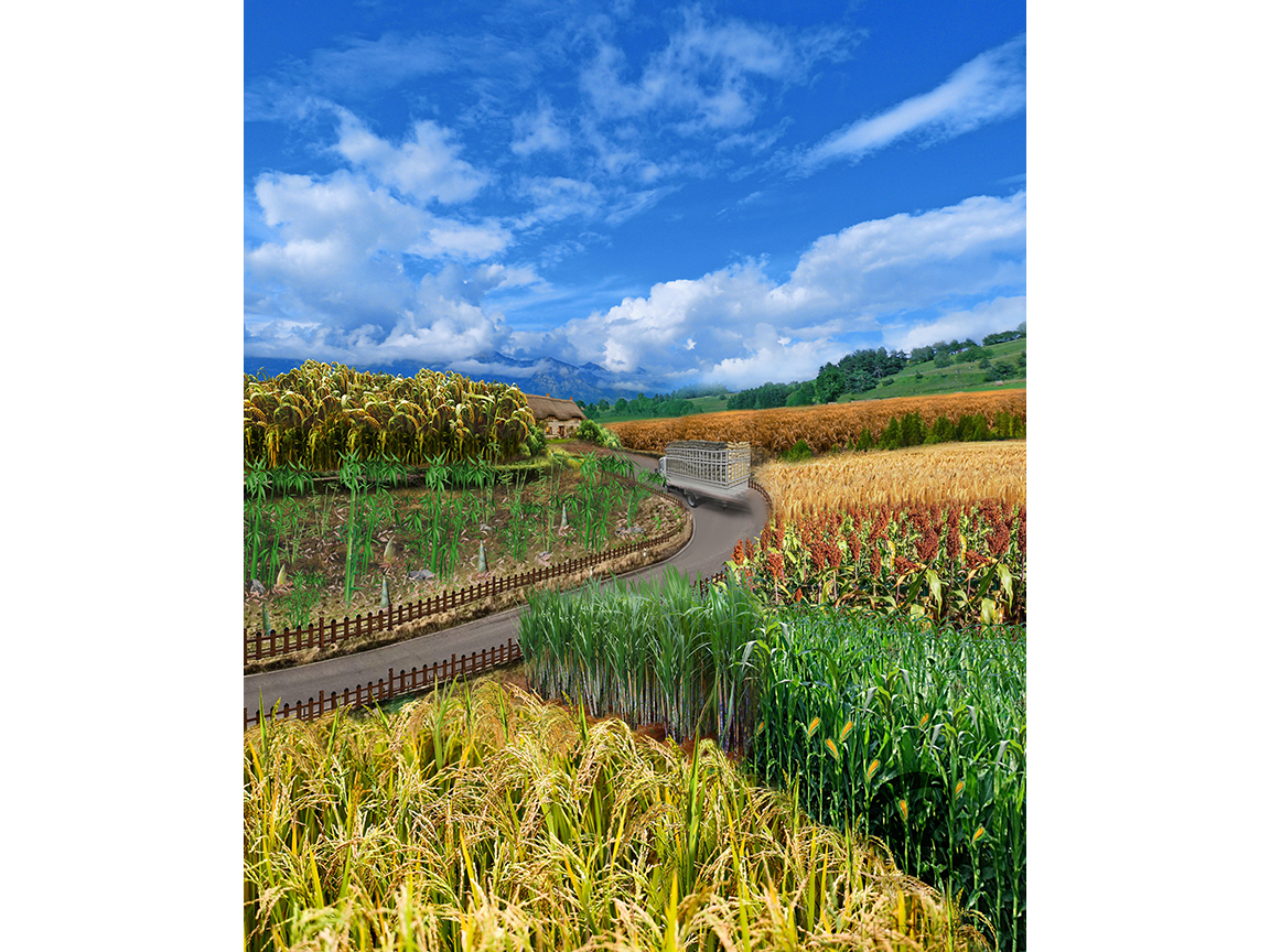 Artist's depiction of several important crop plants in the grass family