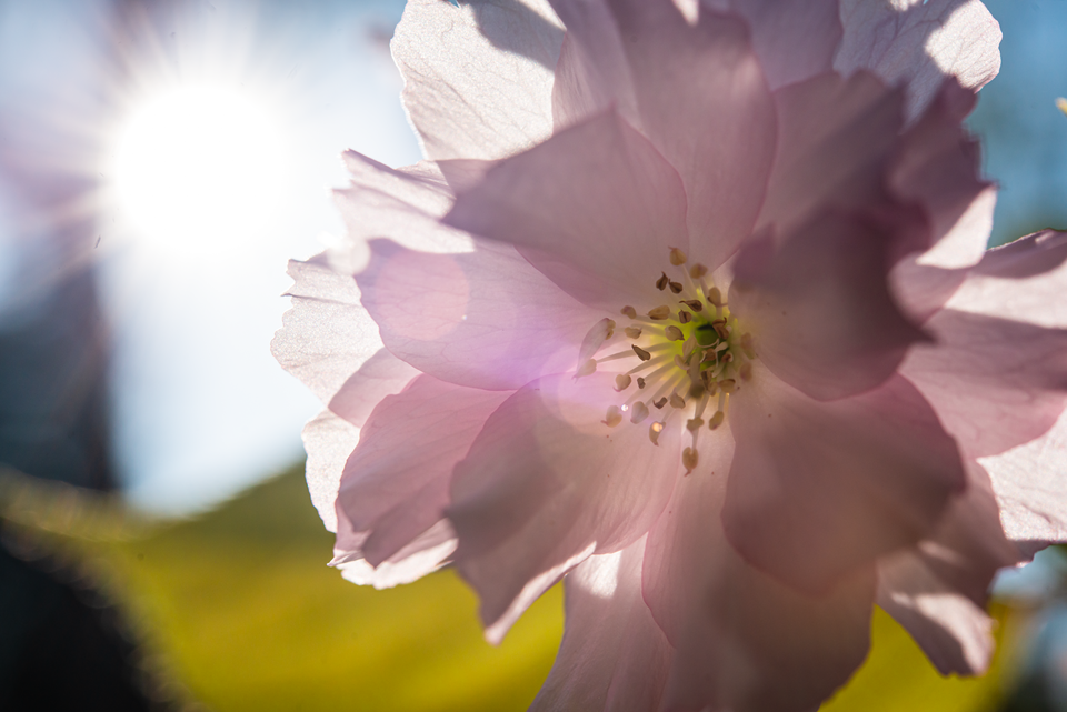 Close up of a pink flower on campus