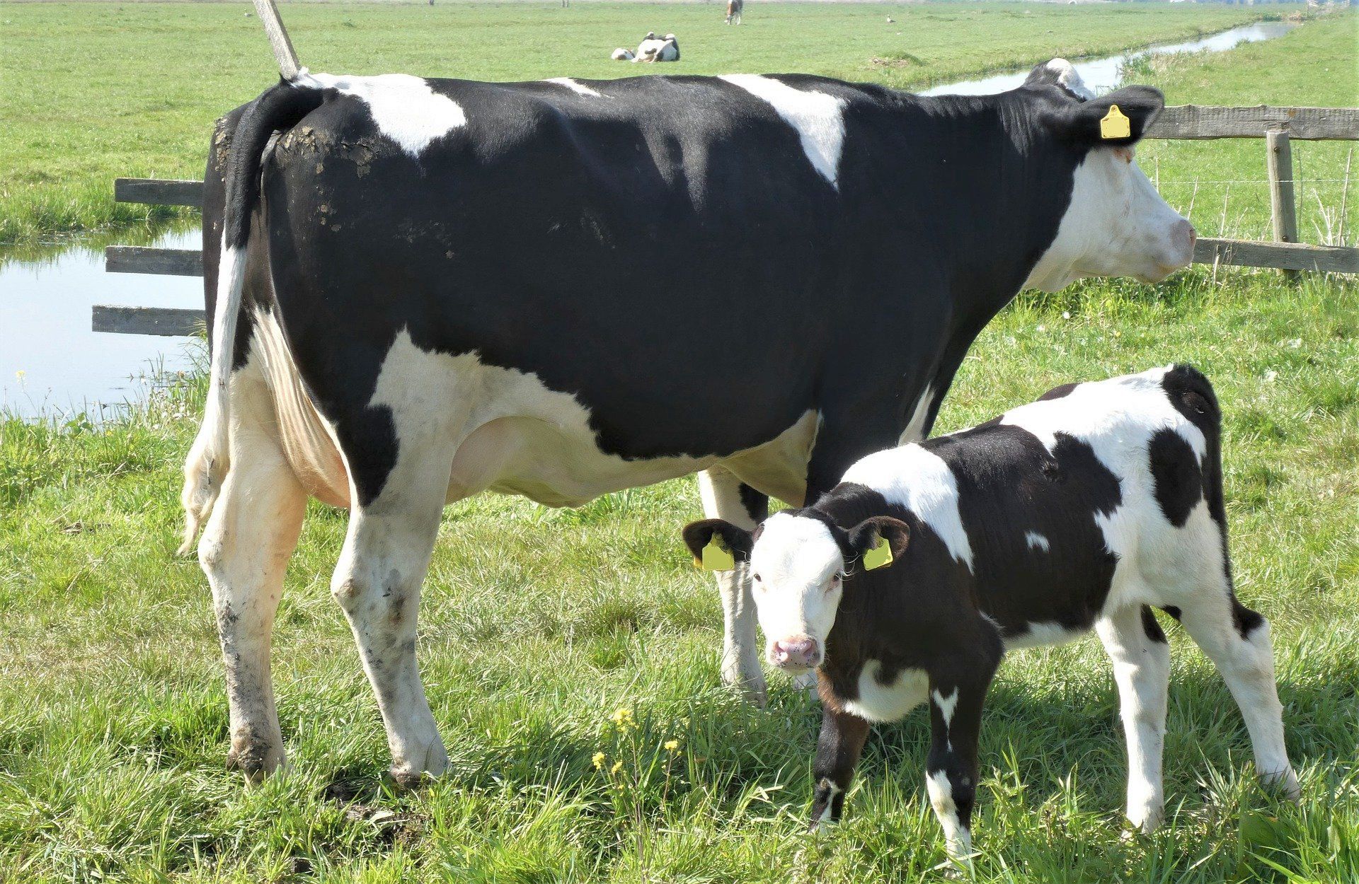 Holstein cow and calf in a field