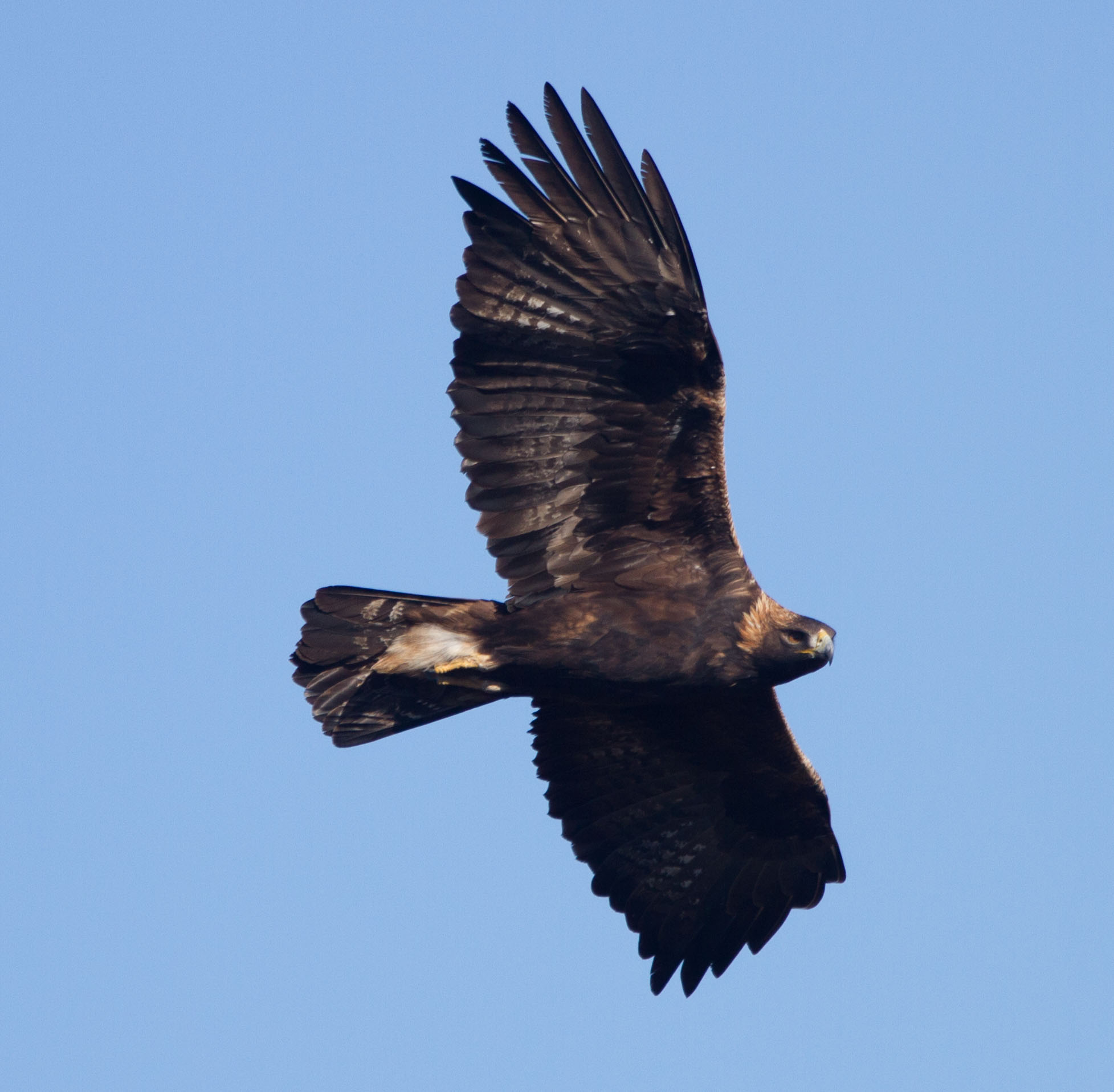 Golden eagle flying