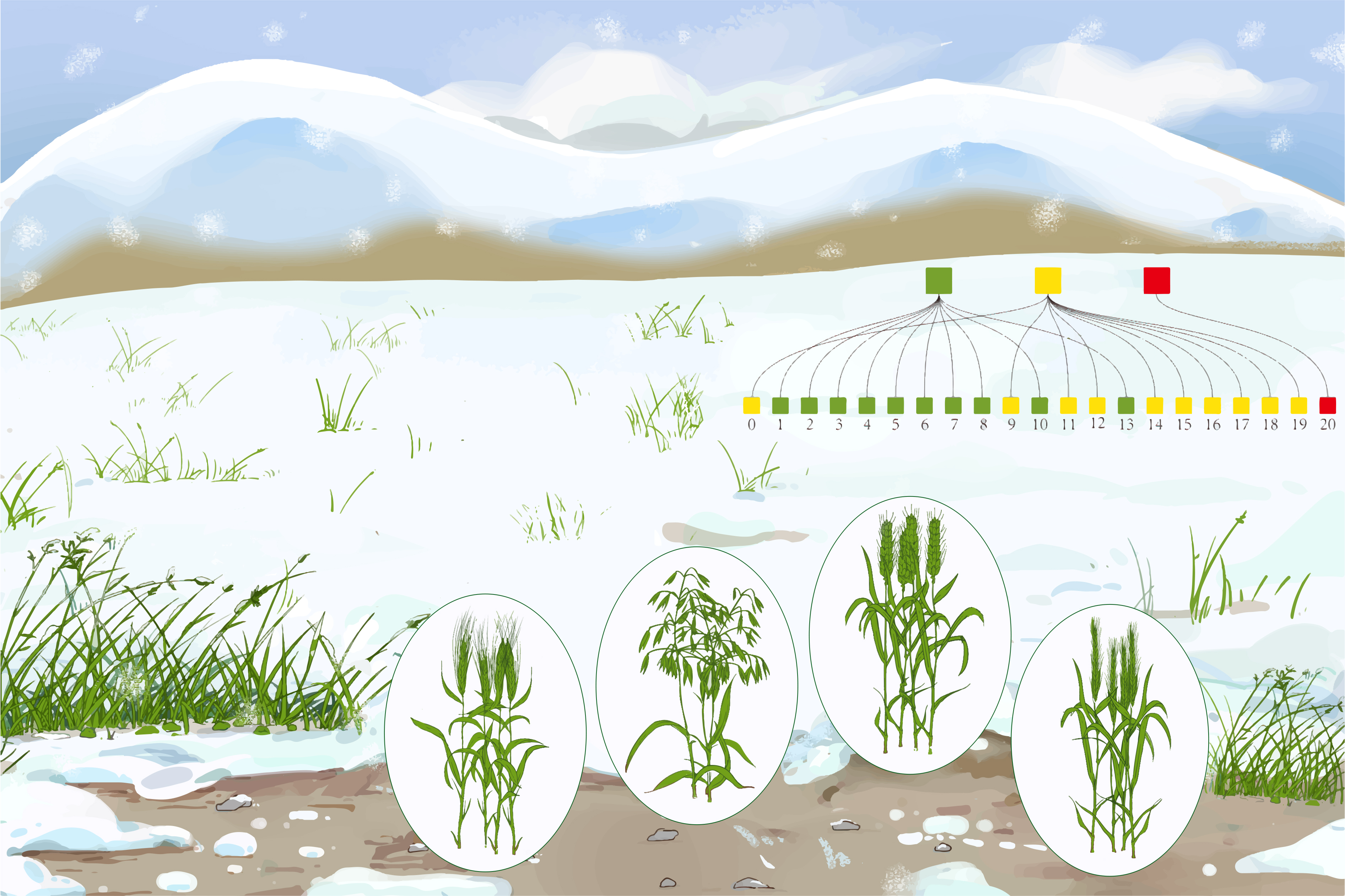 Artist's depiction of cold adapted grasses, showing representation of gene-duplications