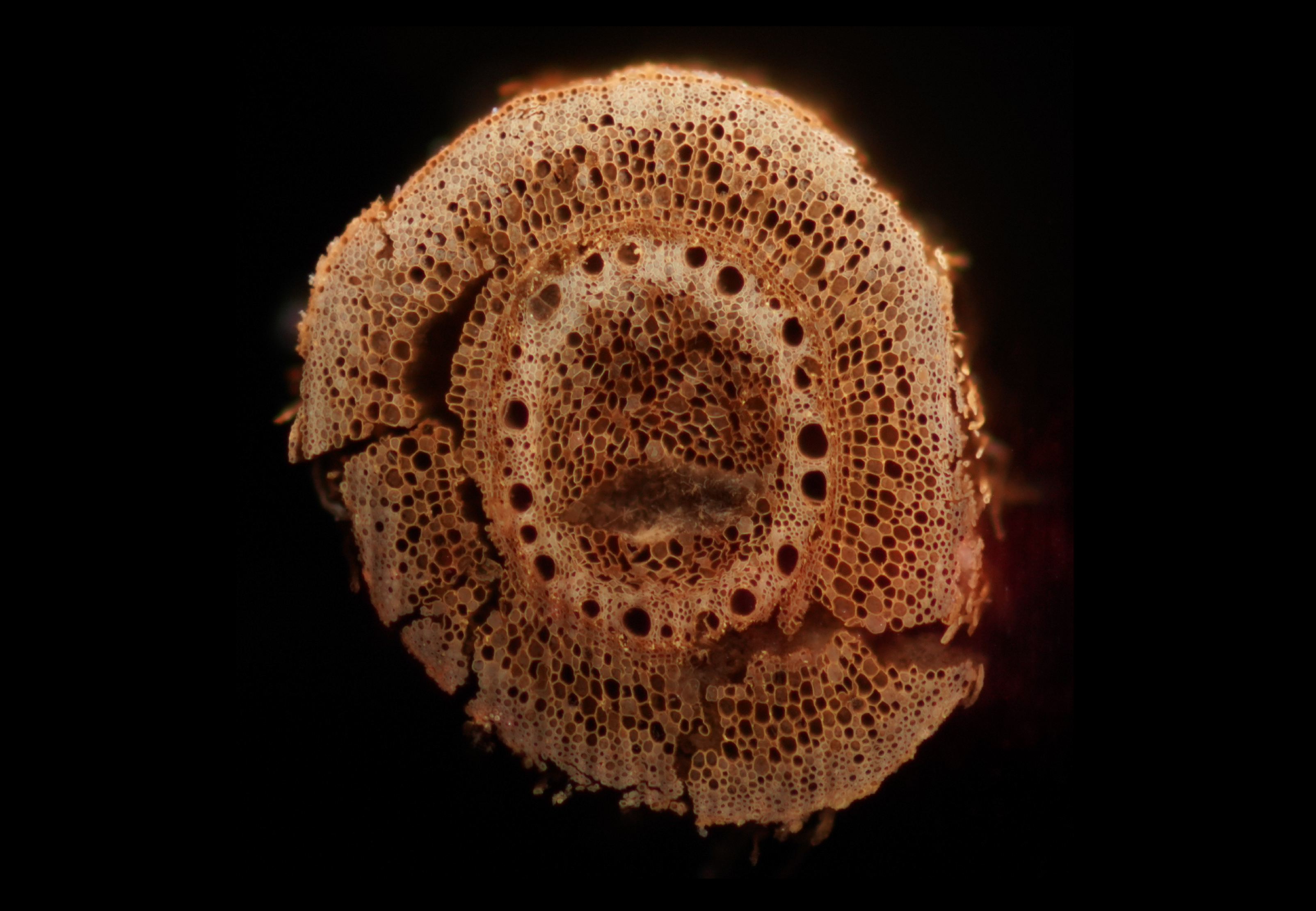 ancient cross section