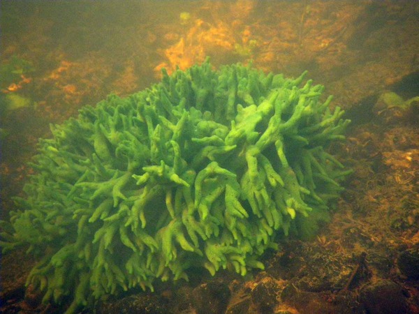 green ocean sponge underwater on a bed of sand