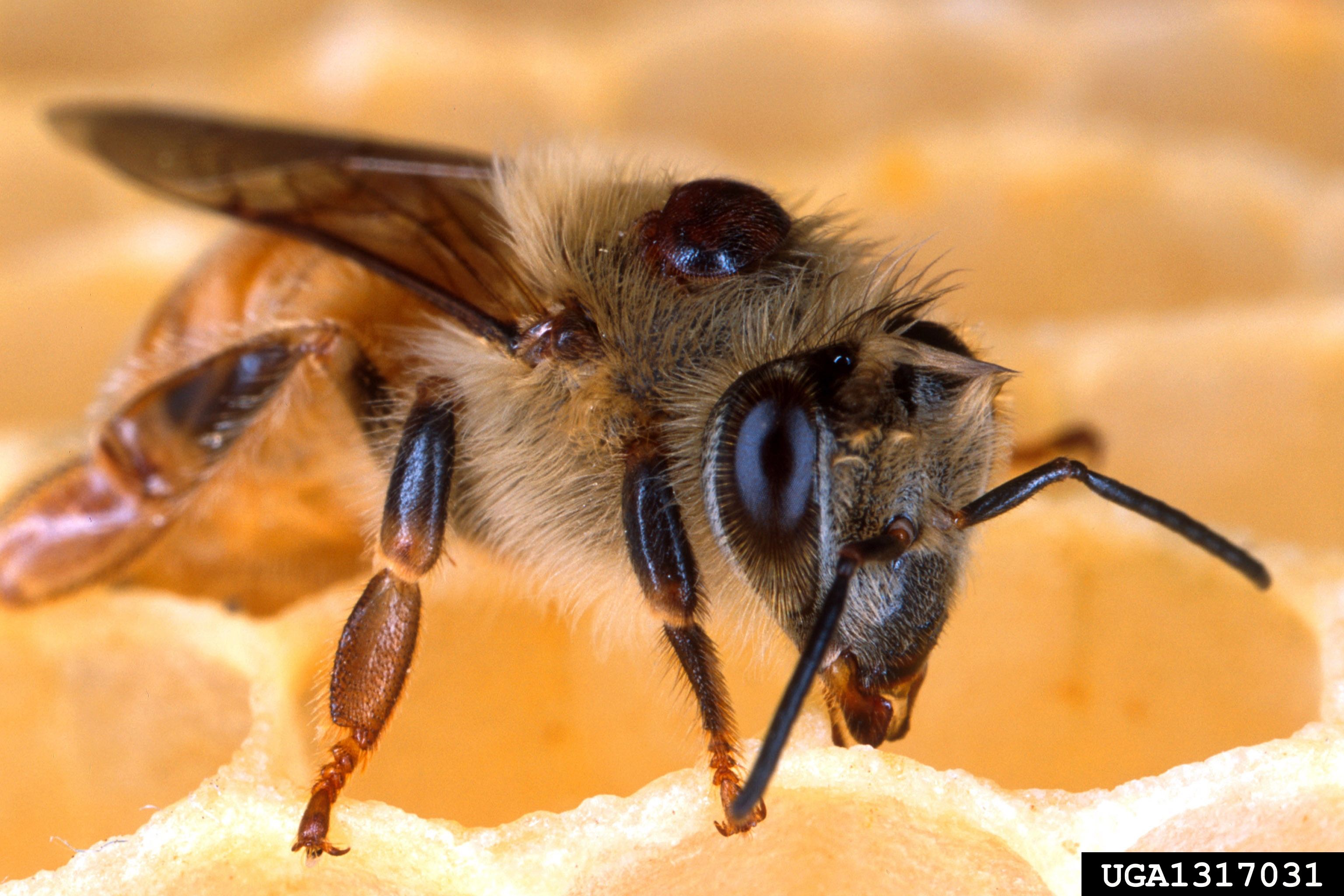 A European honey bee with a varroa mite on its back