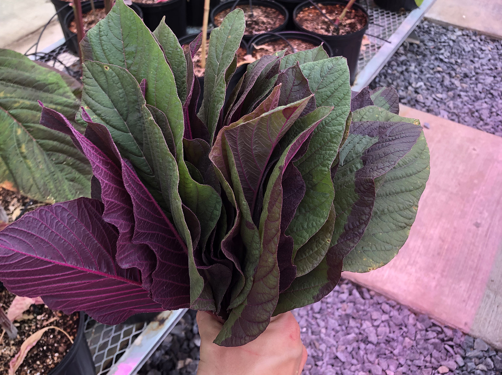 amaranth, a leafy edible plant with broad purple-green leaves