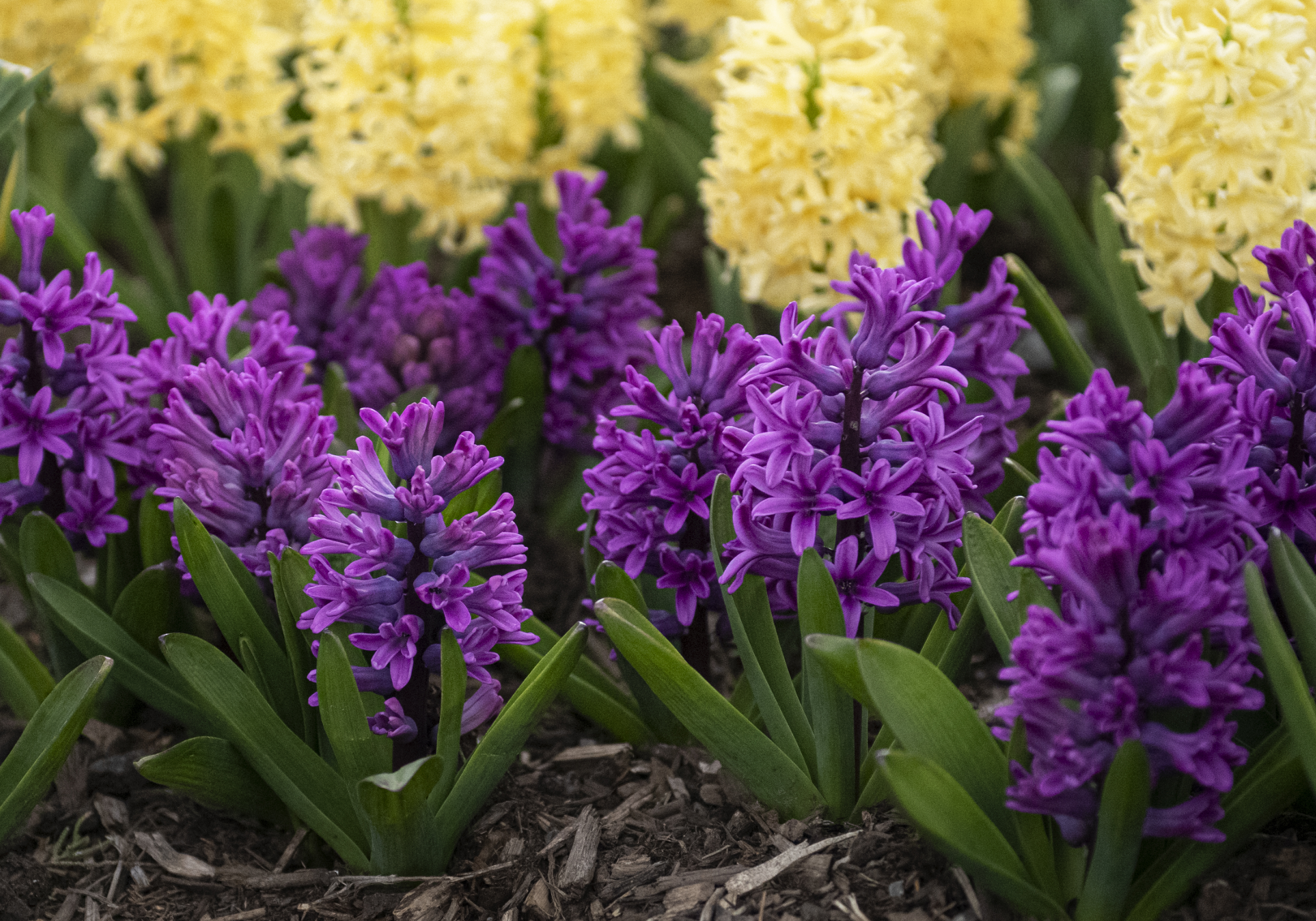 Miss Saigon Hyacinth at Arboretum