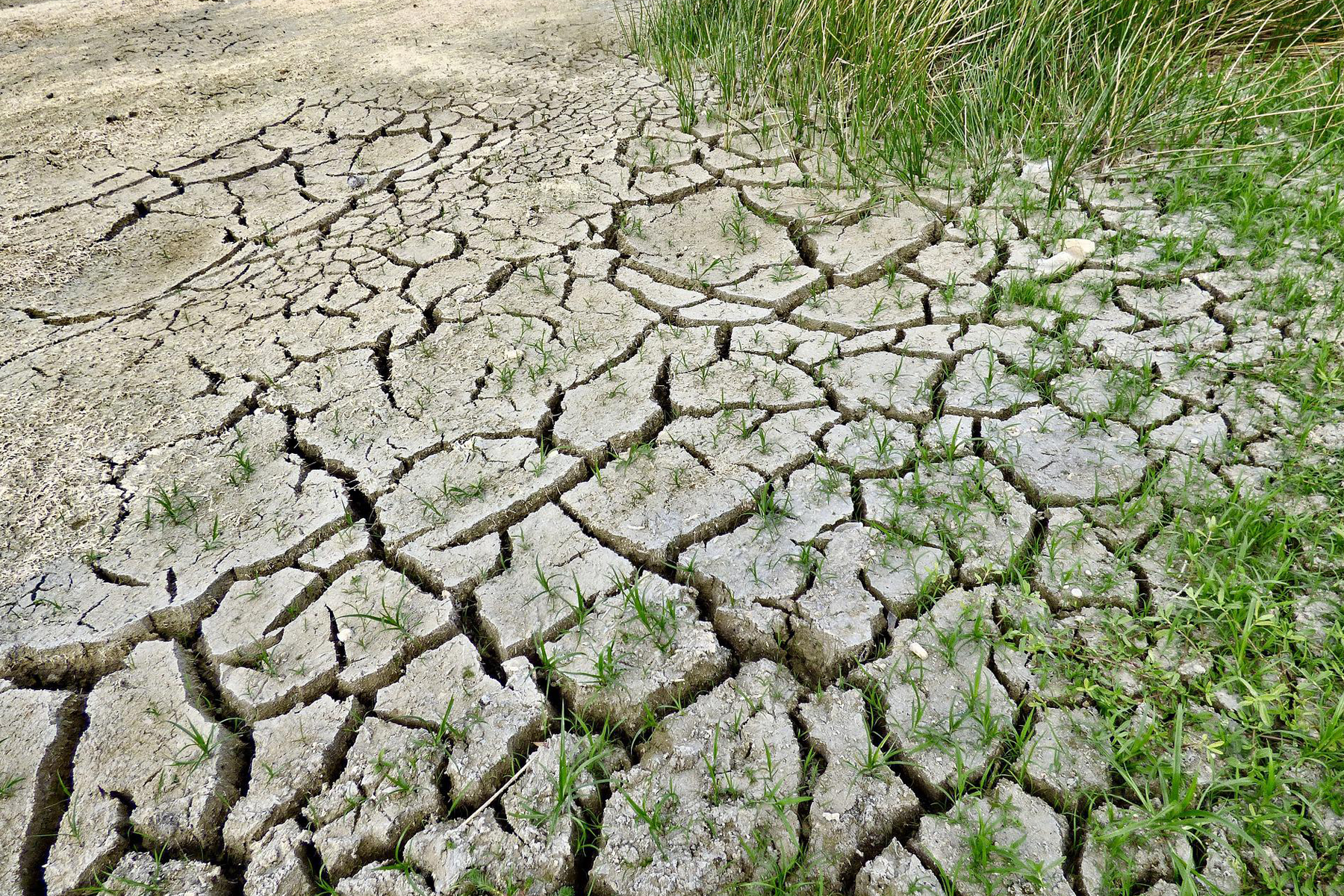 dry cracked dirt with grass