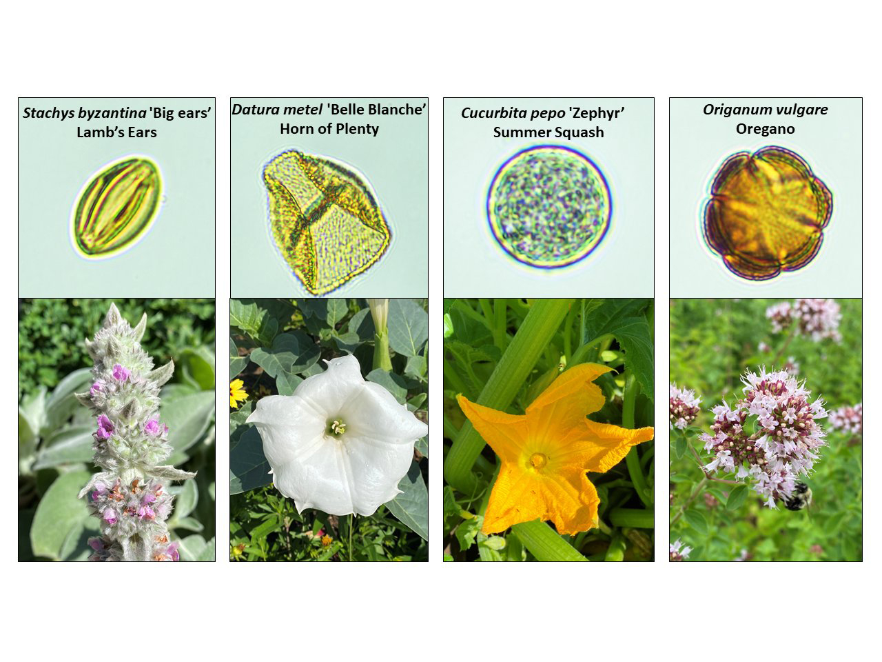 Images of scanned pollen grains and photos of their respective flowers. 