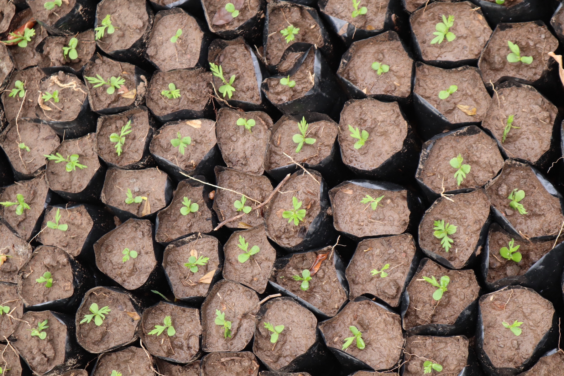 Grevillea tree seedlings