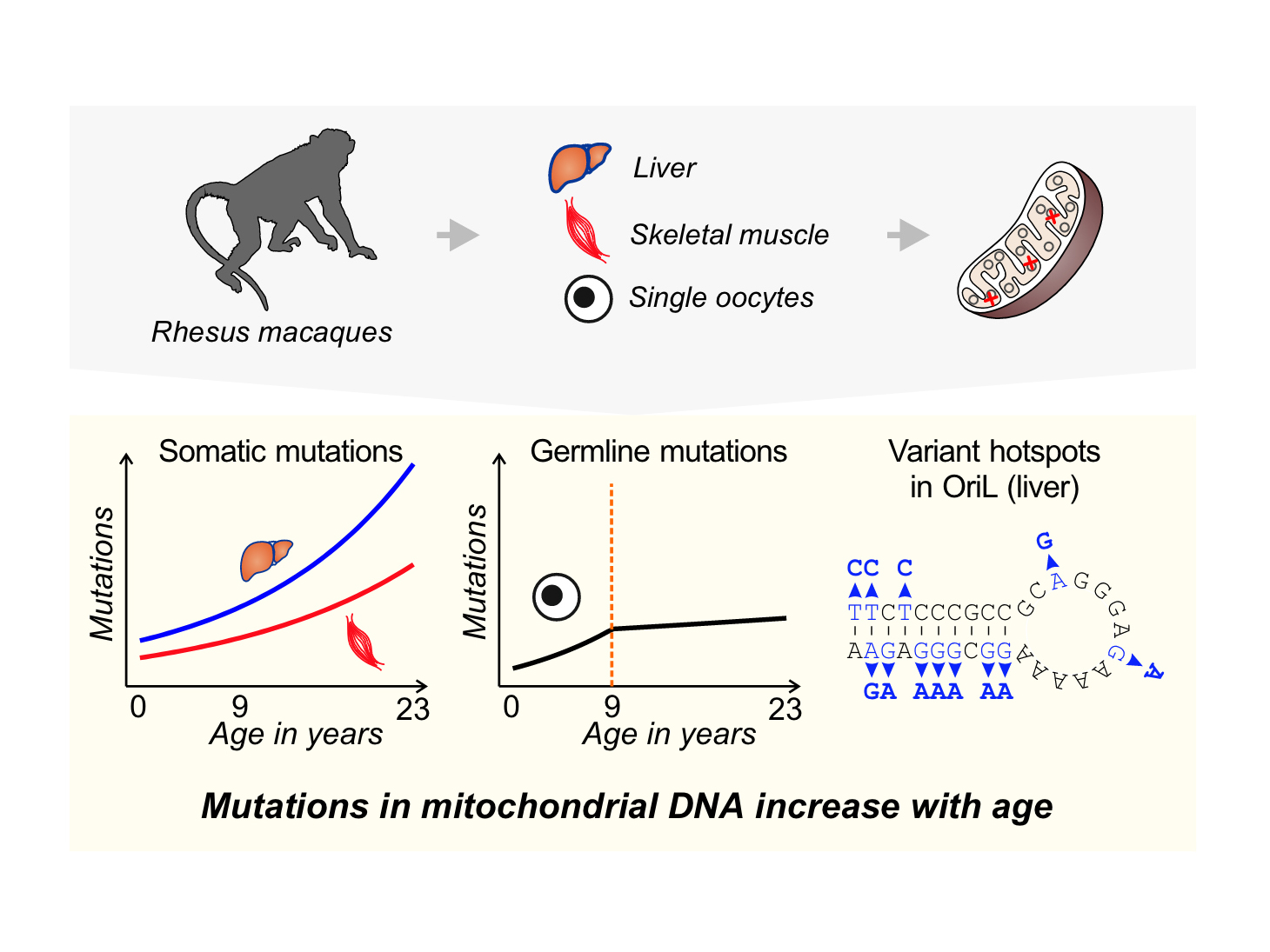 Graphs showing increase in mutation frequencies in mitochondrial DNA for liver, muscle, and oocytes with age in rhesus macaques.