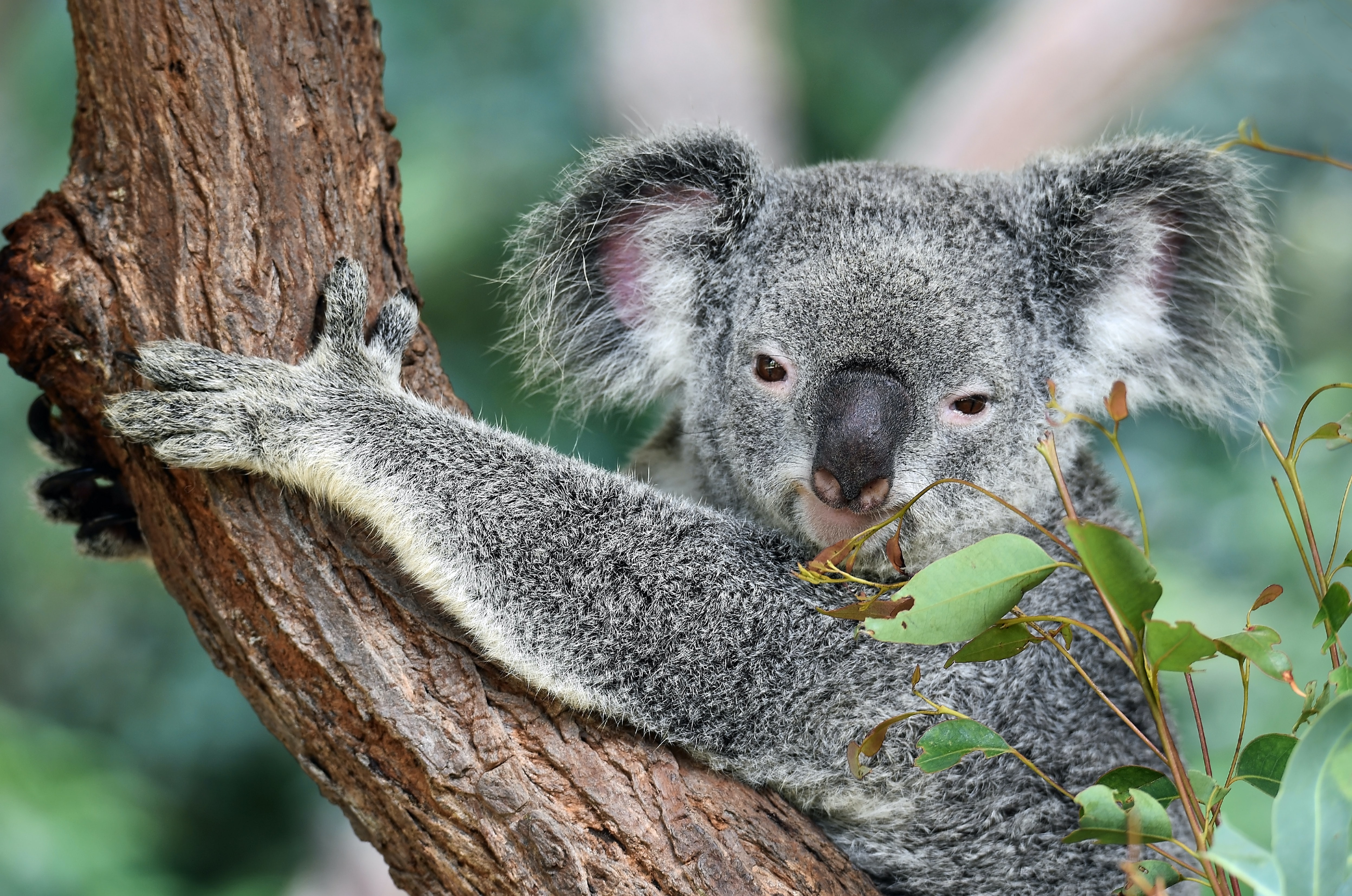 Close up of a koala clinging to a tree