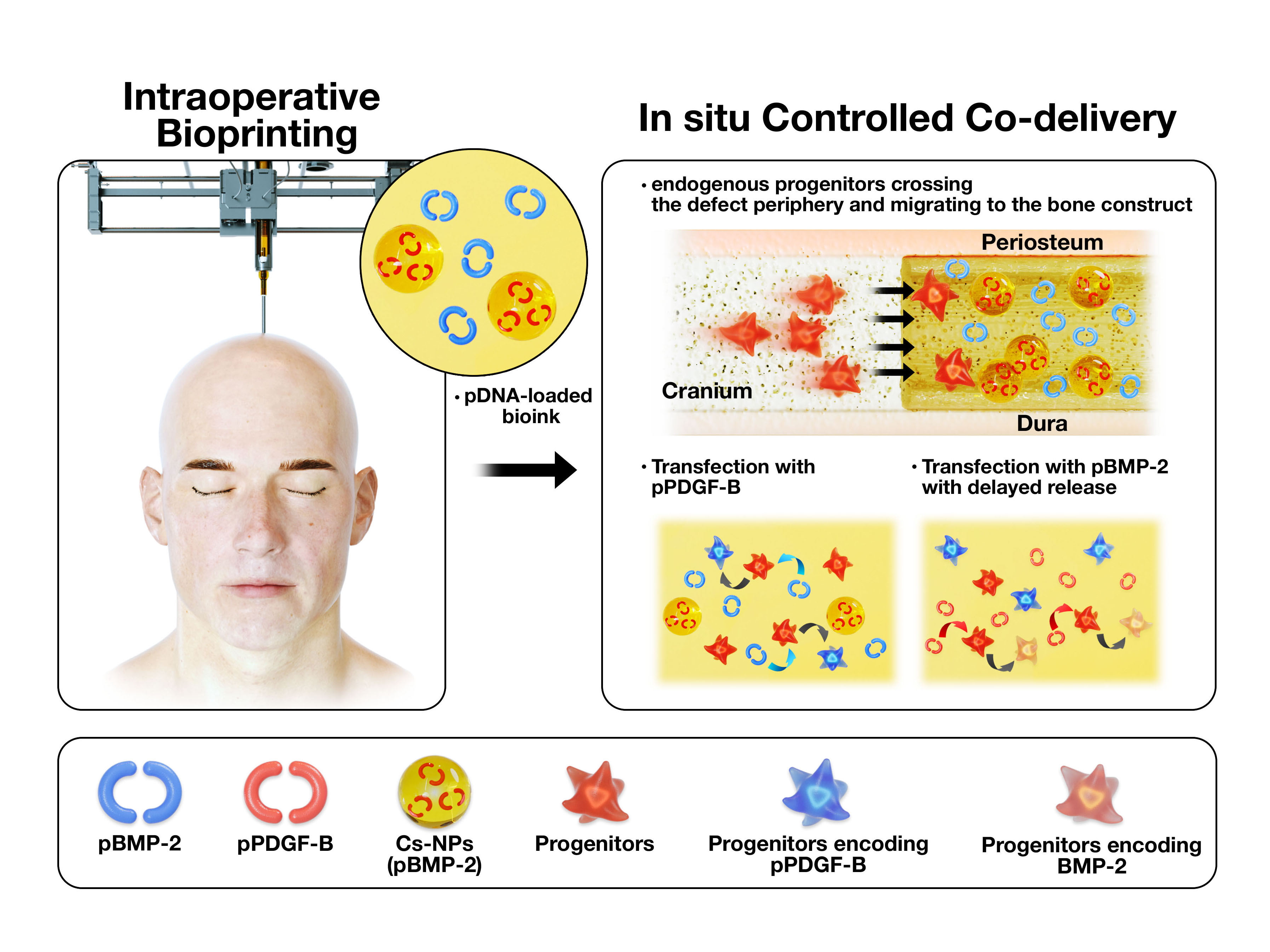 diagram of how plasmids enter cells and release growth factors