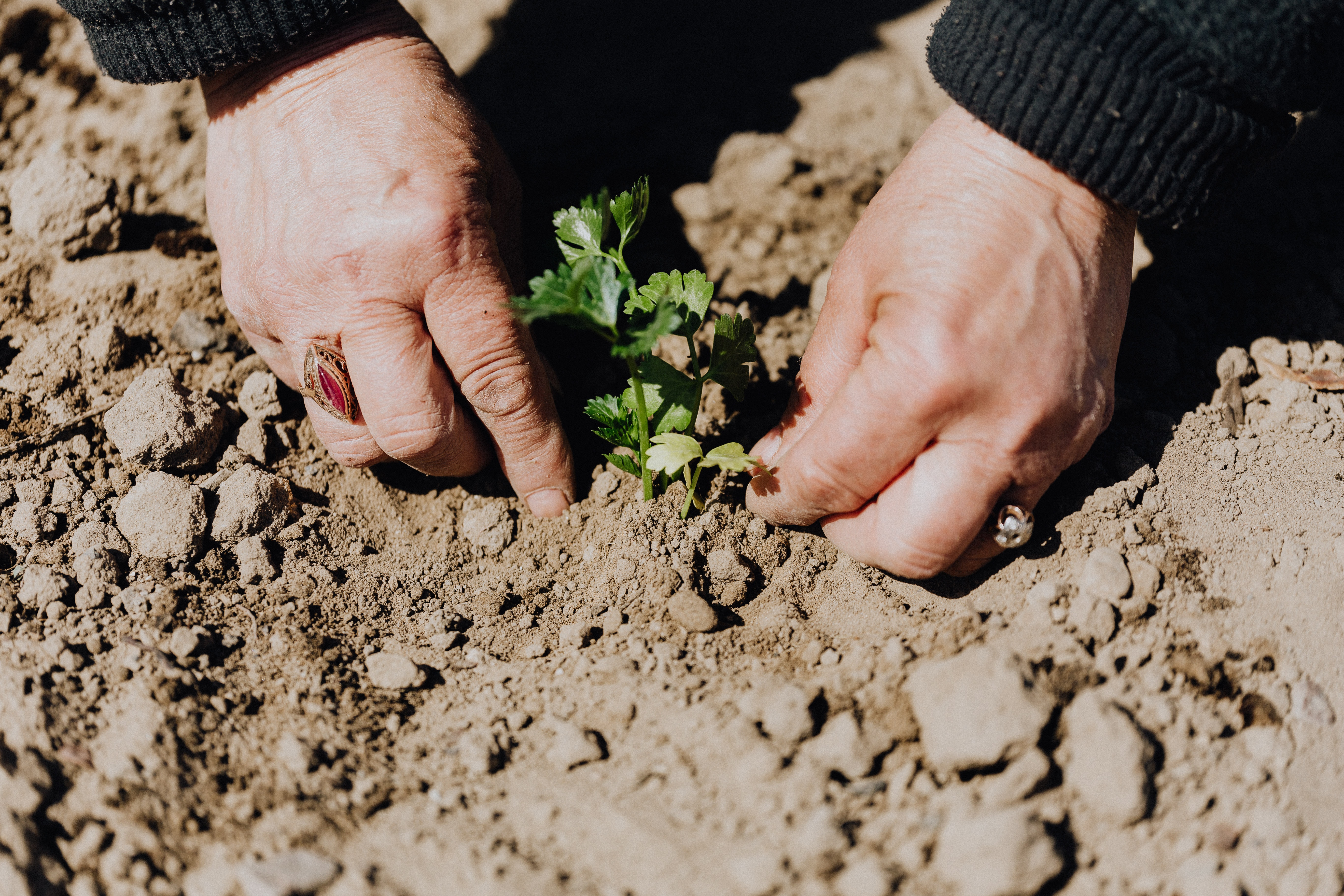 Hands planting green plant in soil