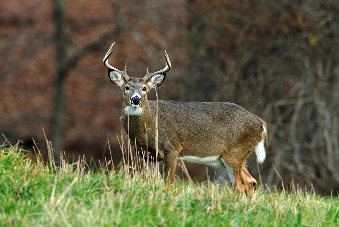 big deer in field