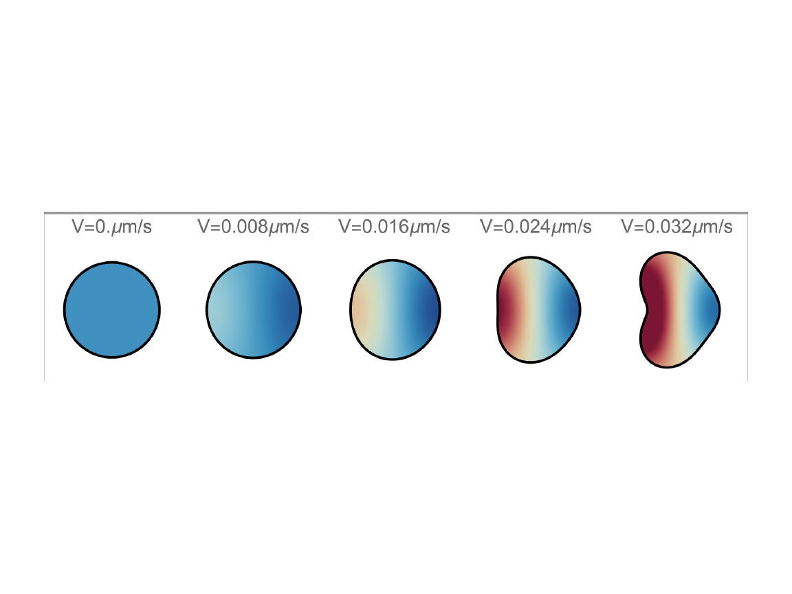 The shape of cells moving at various speeds as predicted by a new mathematical model