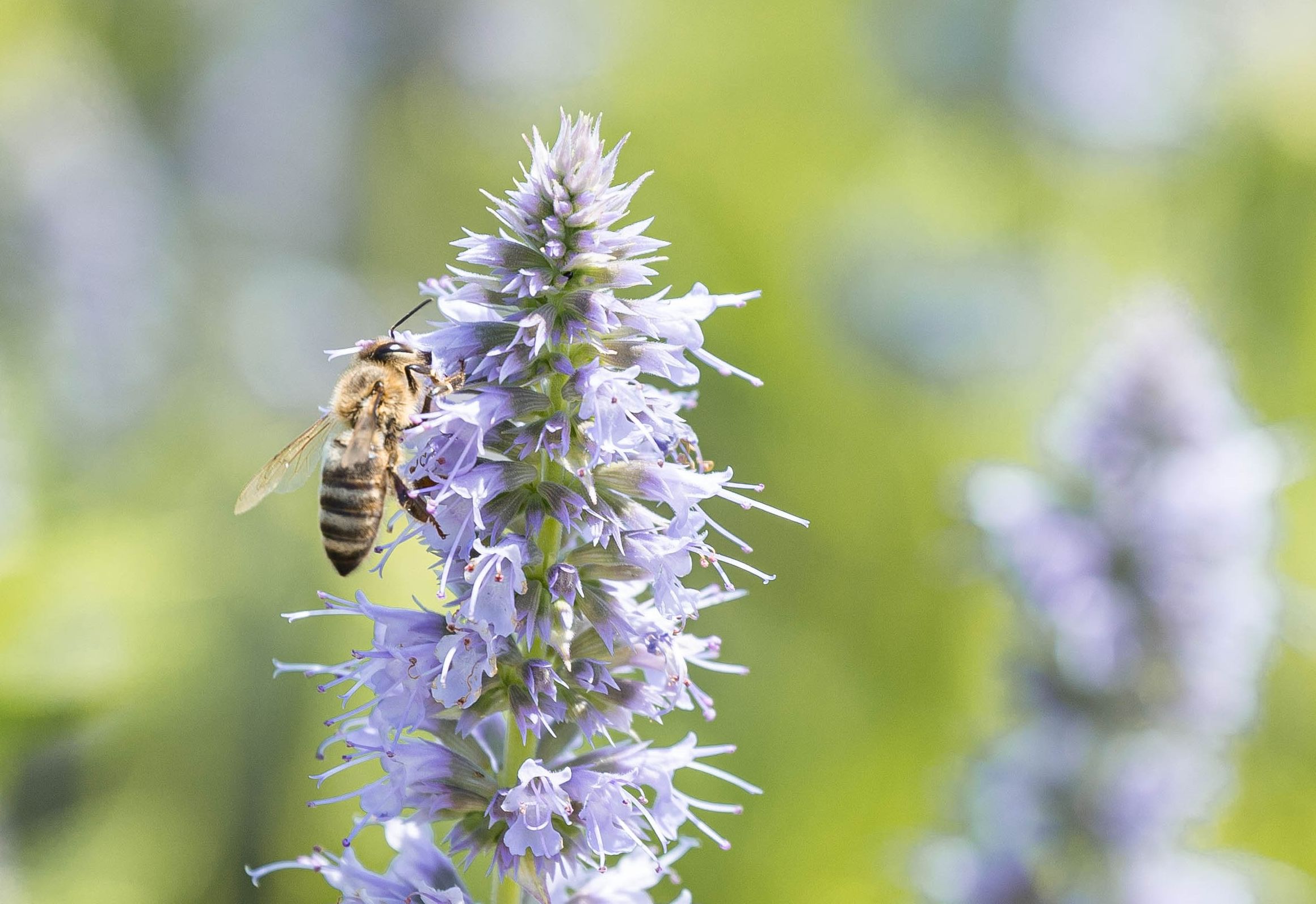 A honey bee gathers nectar on a flower