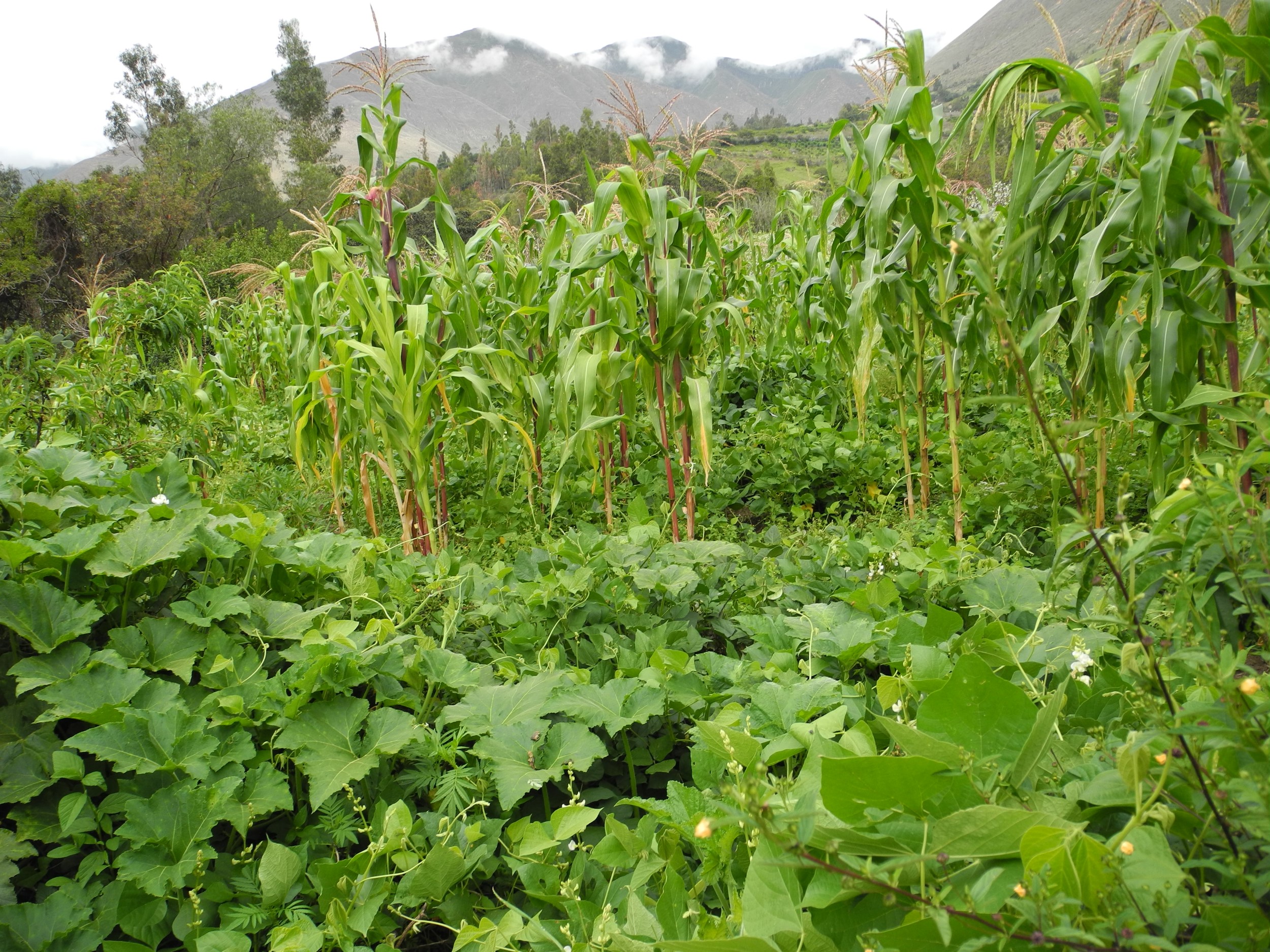 A leafy, green maizal plot