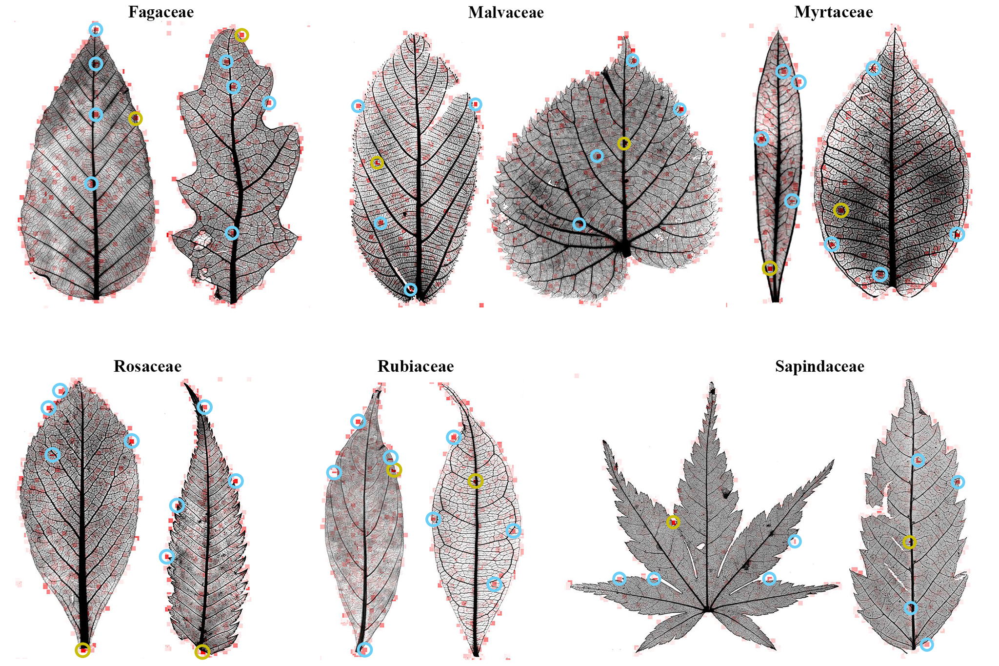 A machine learning program placed small red boxes on leaf images, indicating tiny sections the computer considered important in identifying the leaf by family group. 