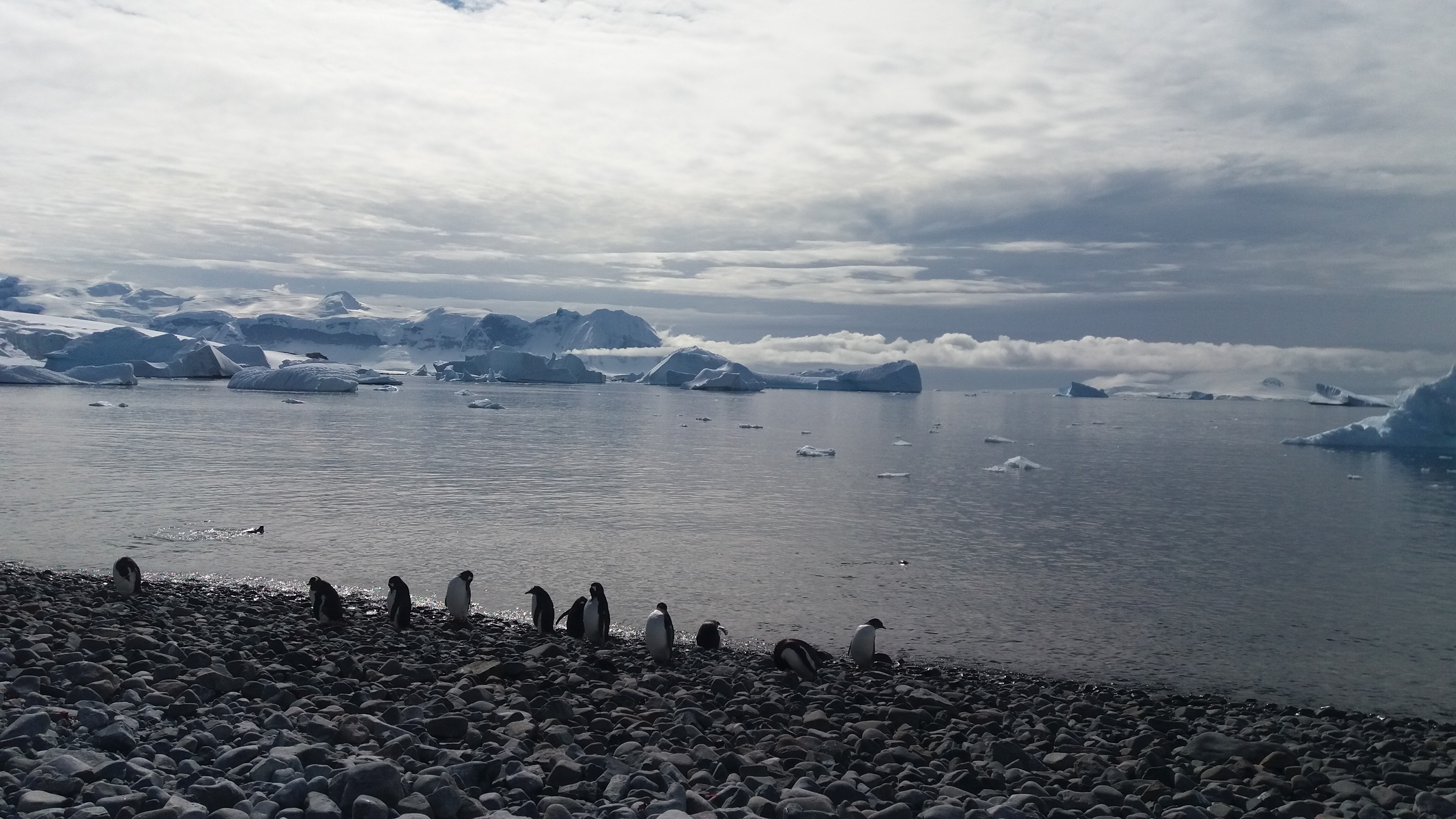 Antarctica Wendy Preston