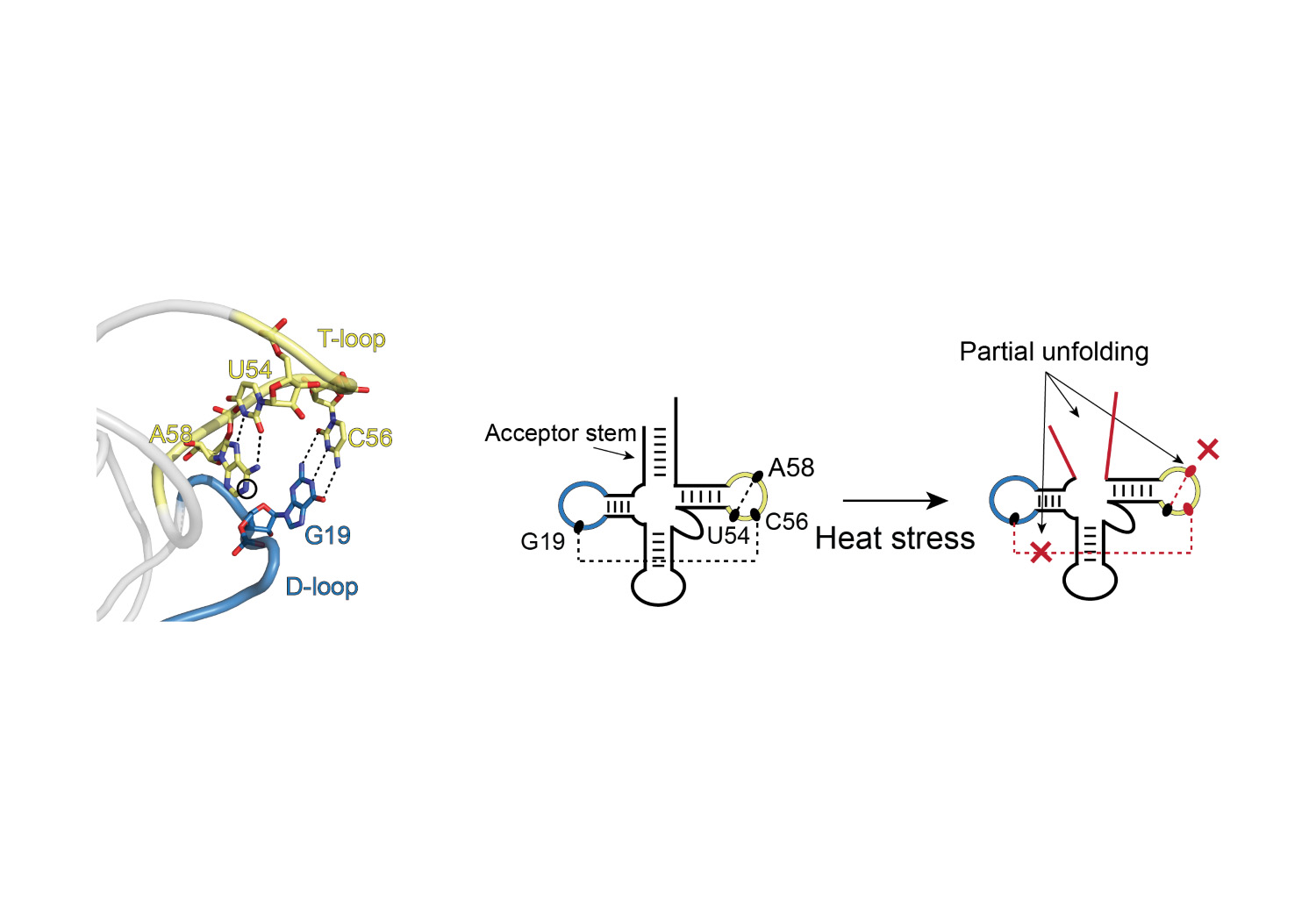 Illustration showing partial unfolding of tRNA under heat stress