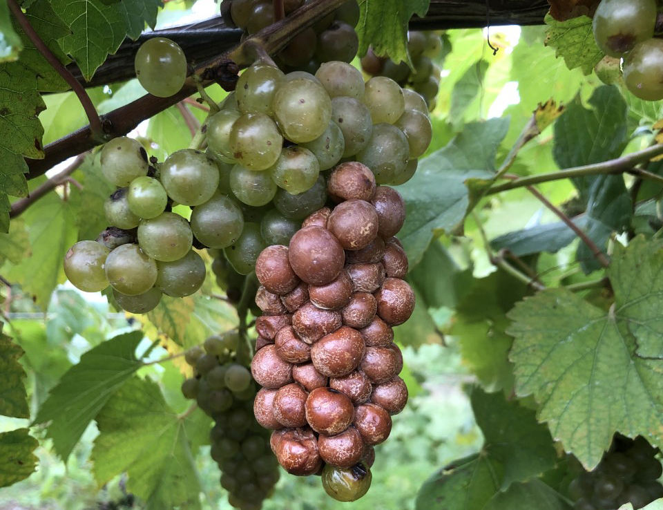 rotten grape cluster