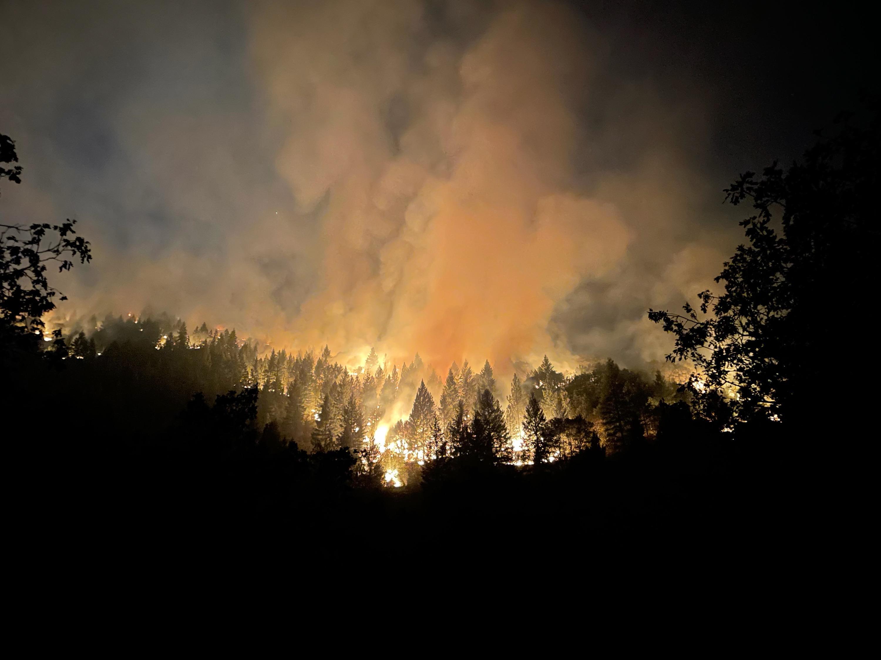 A forest burning intensely at night