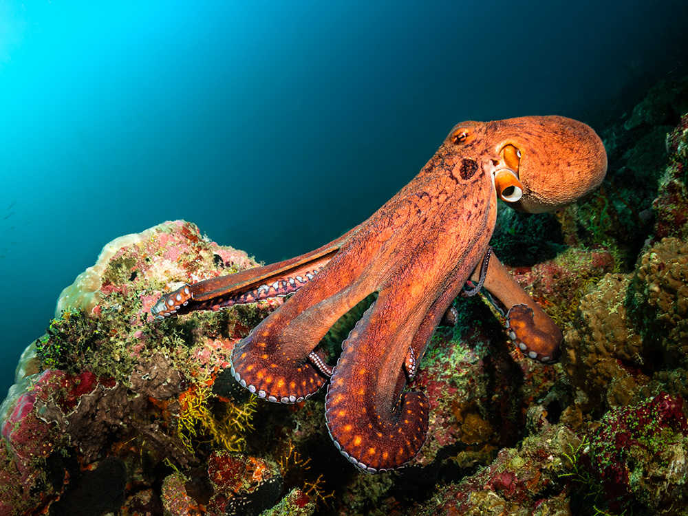 orange octopus sits atop coral in dark blue ocean