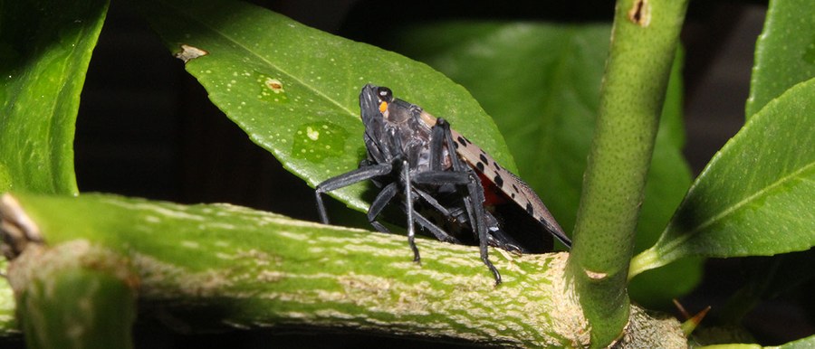 Spotted Lanternfly adult