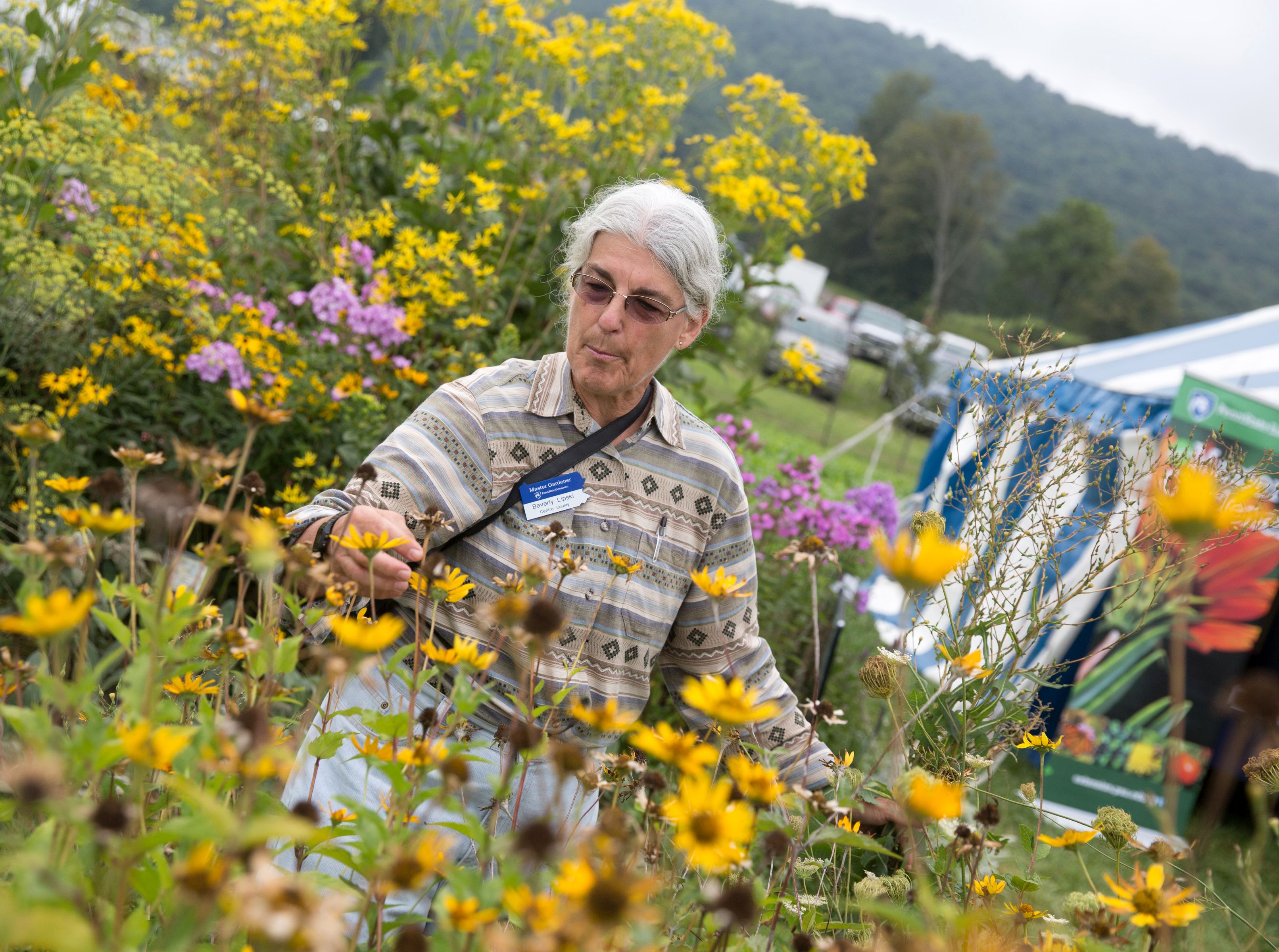 A Penn State Master Gardener tends to flowers at the Ag Progress Days Yard and Garden Area