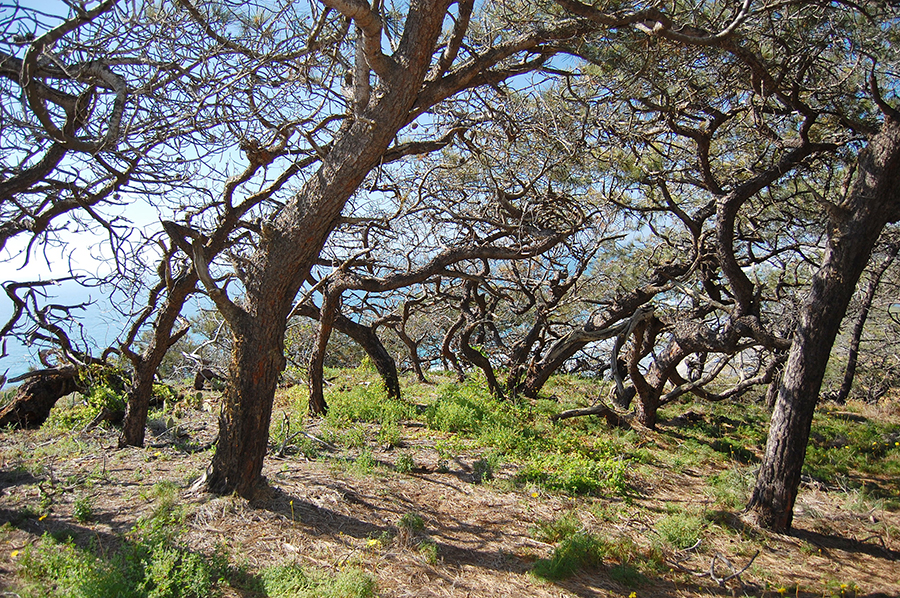 gnarled trees